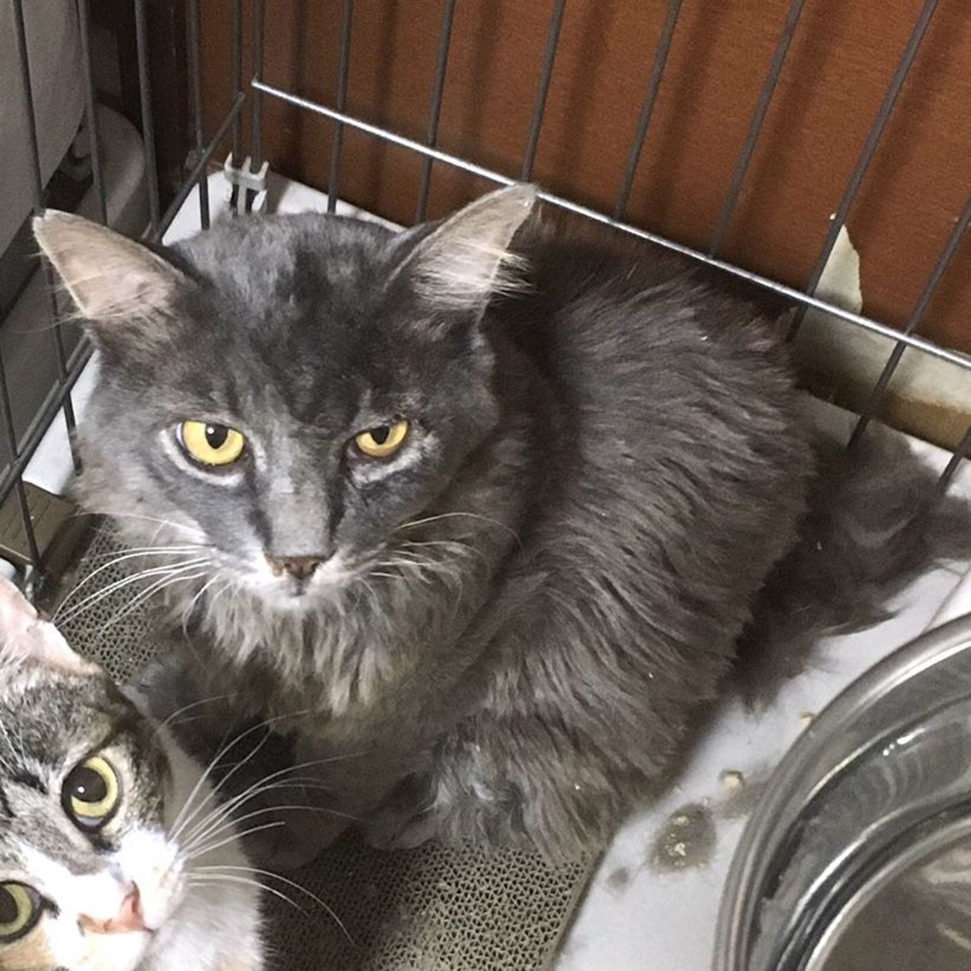 雑種（ミックス猫）・オスの里親募集の写真