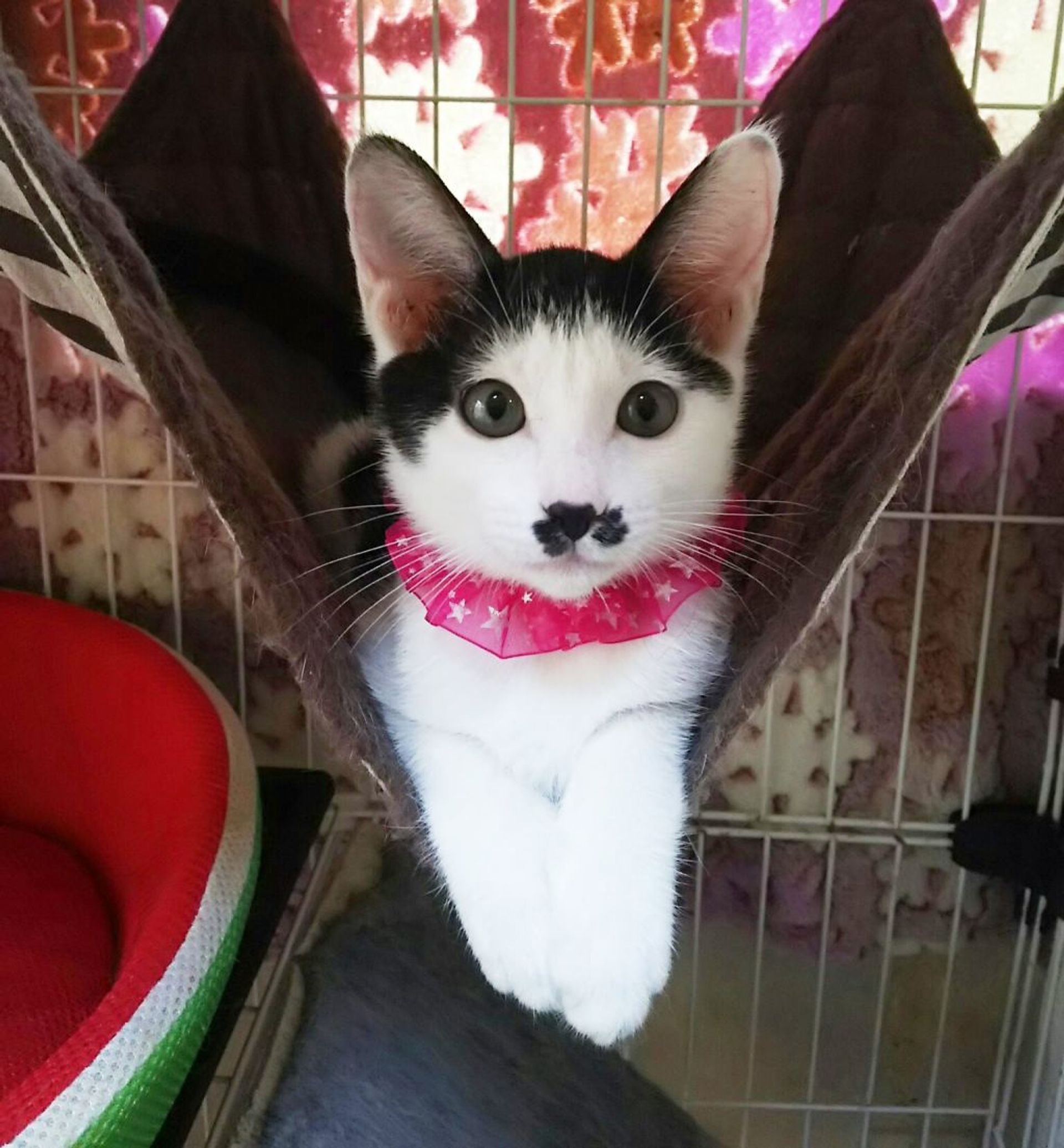 雑種（ミックス猫）・メスの里親募集の写真