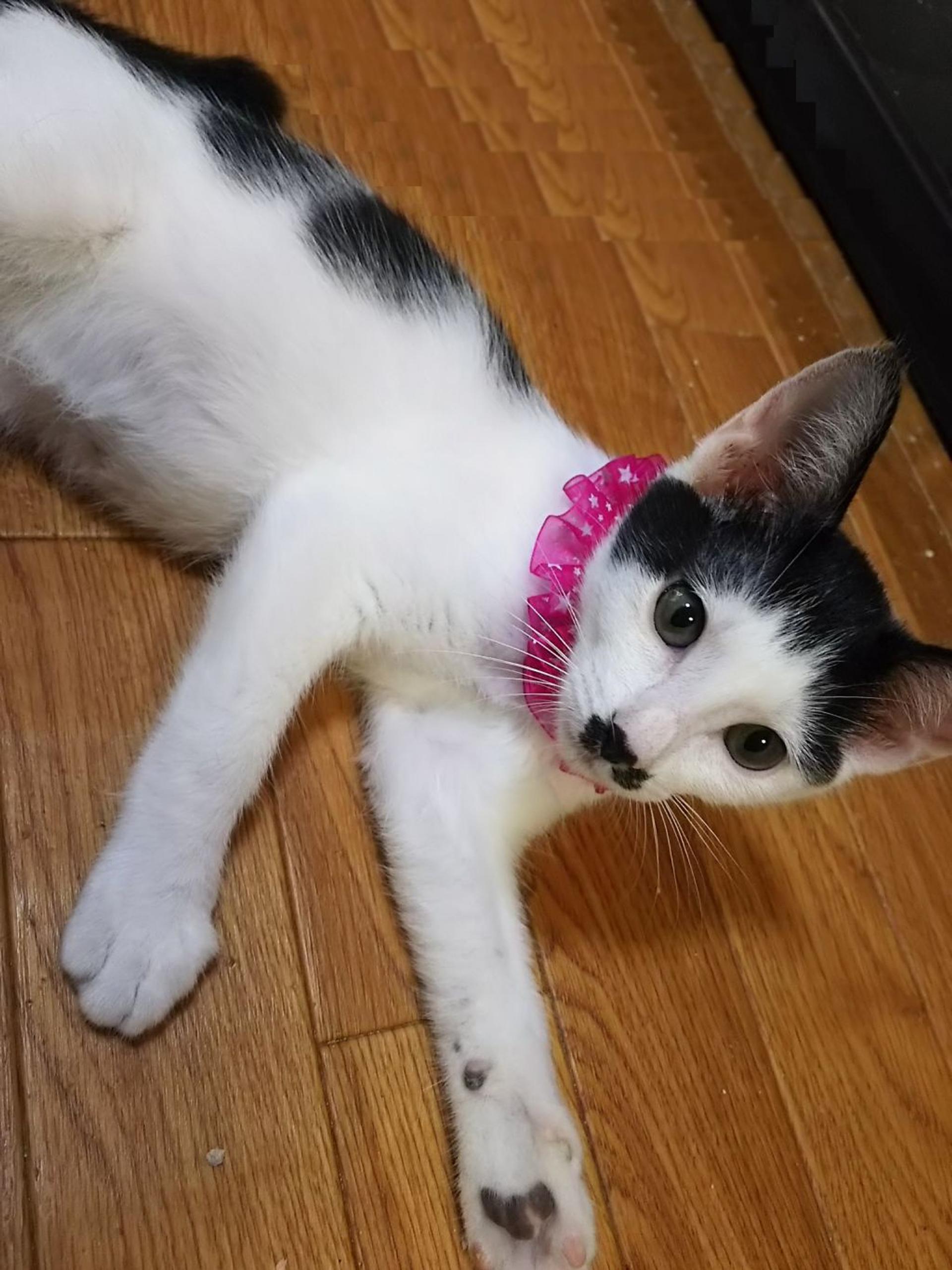 pet-image-3