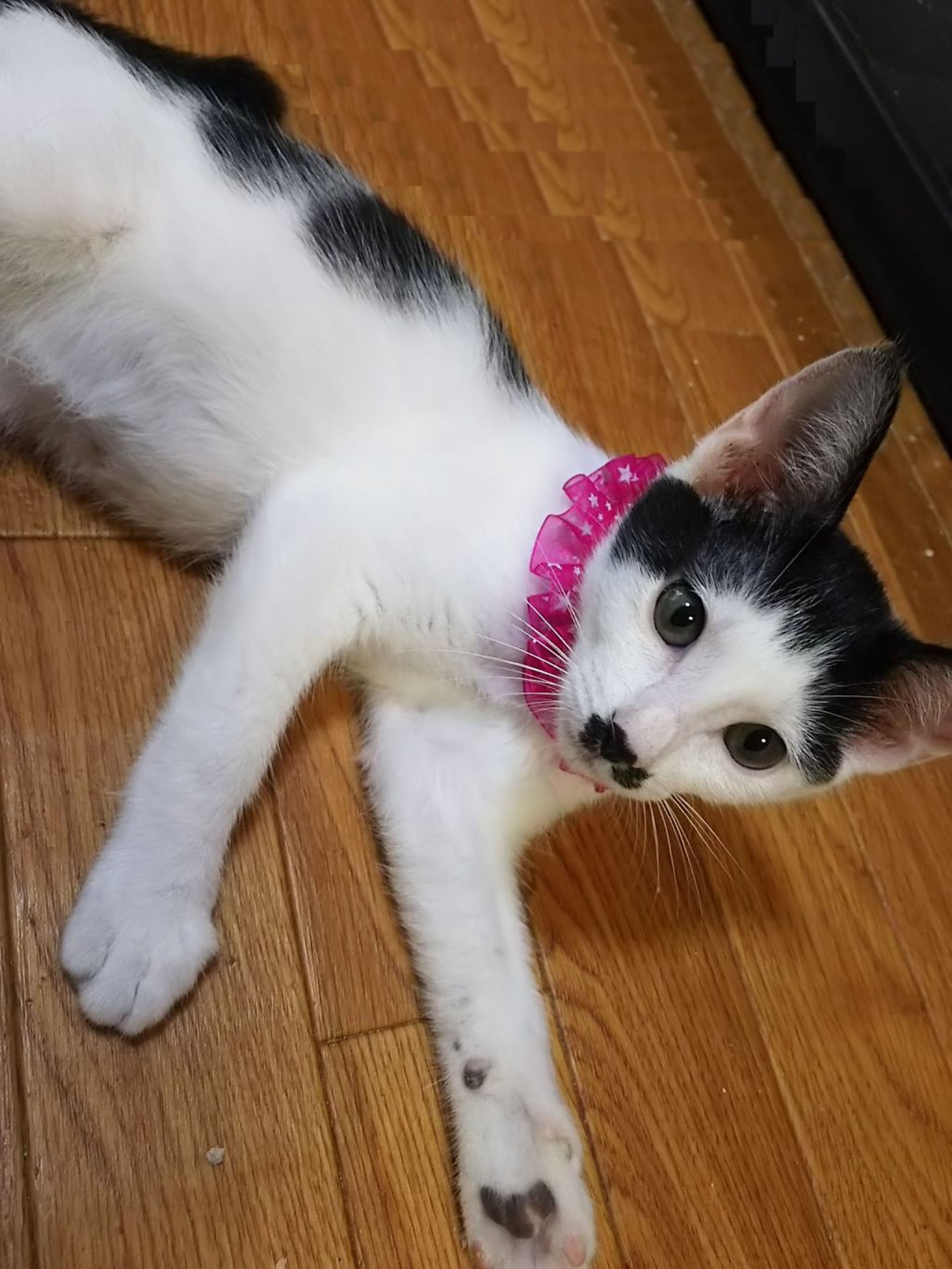 pet-image-3