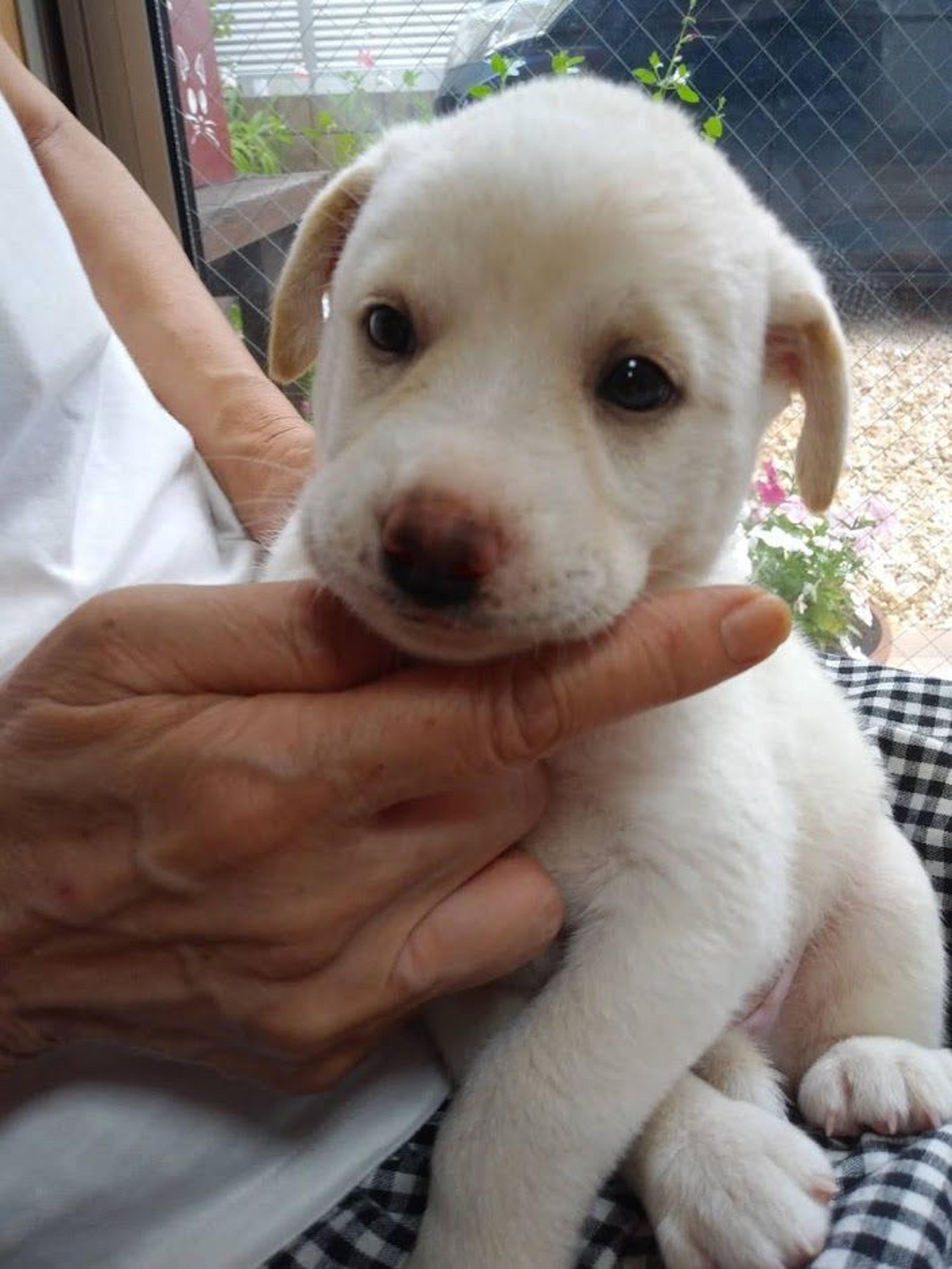 pet-image-2