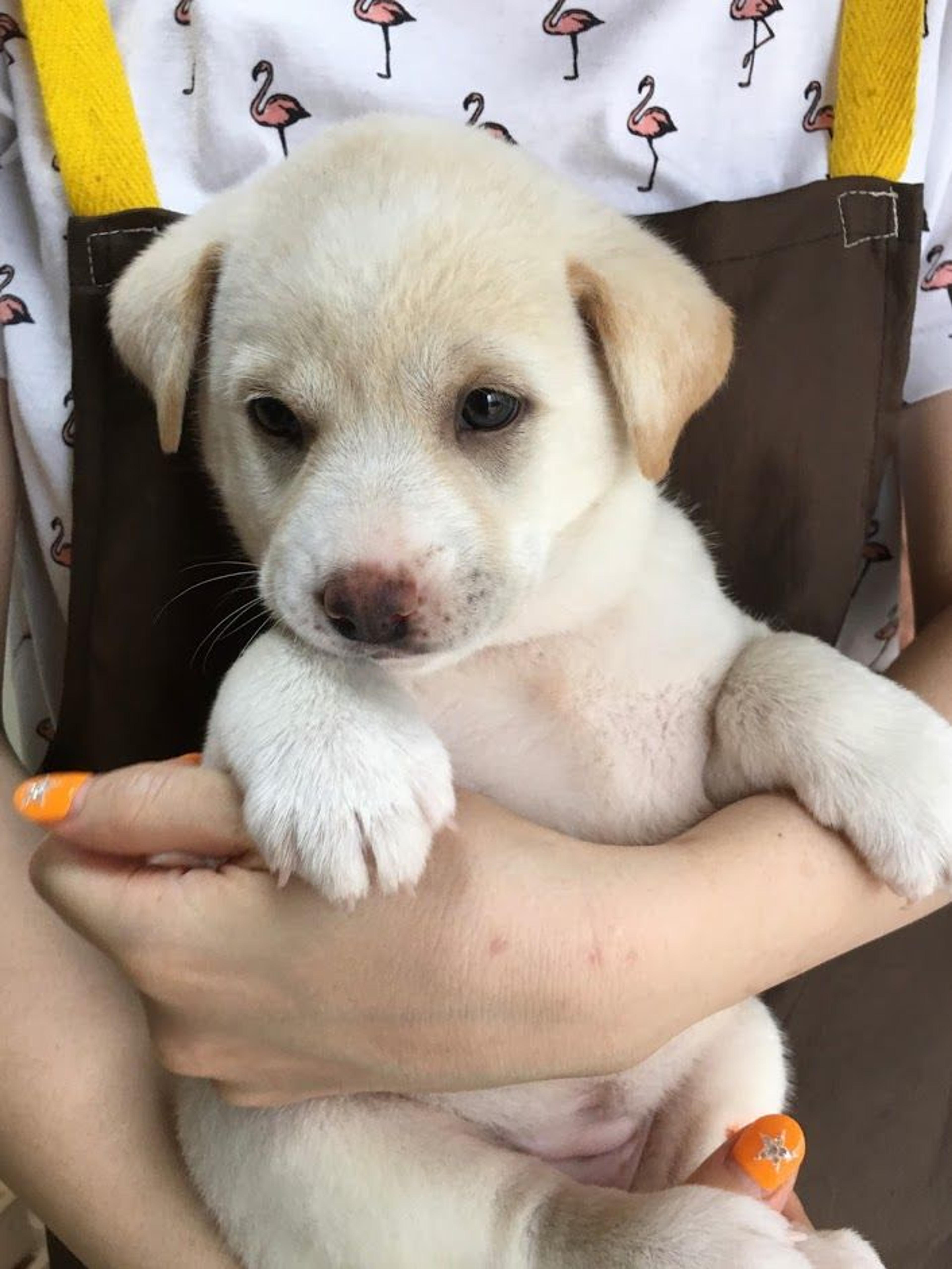 pet-image-3