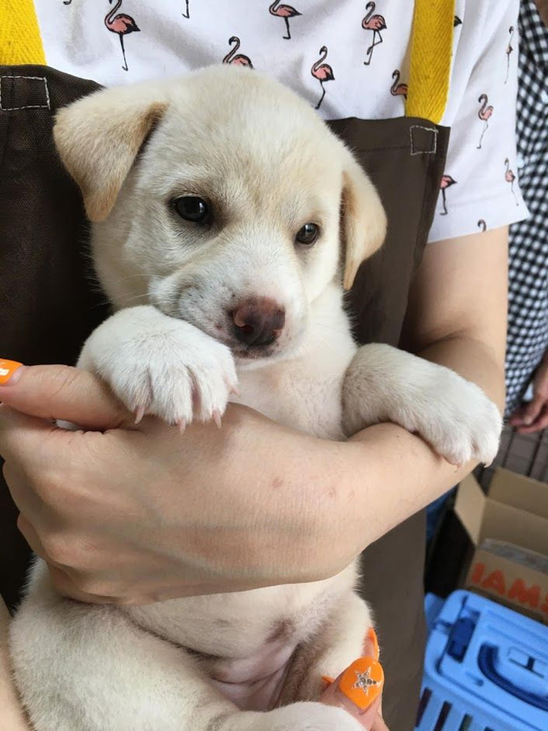 pet-image-4