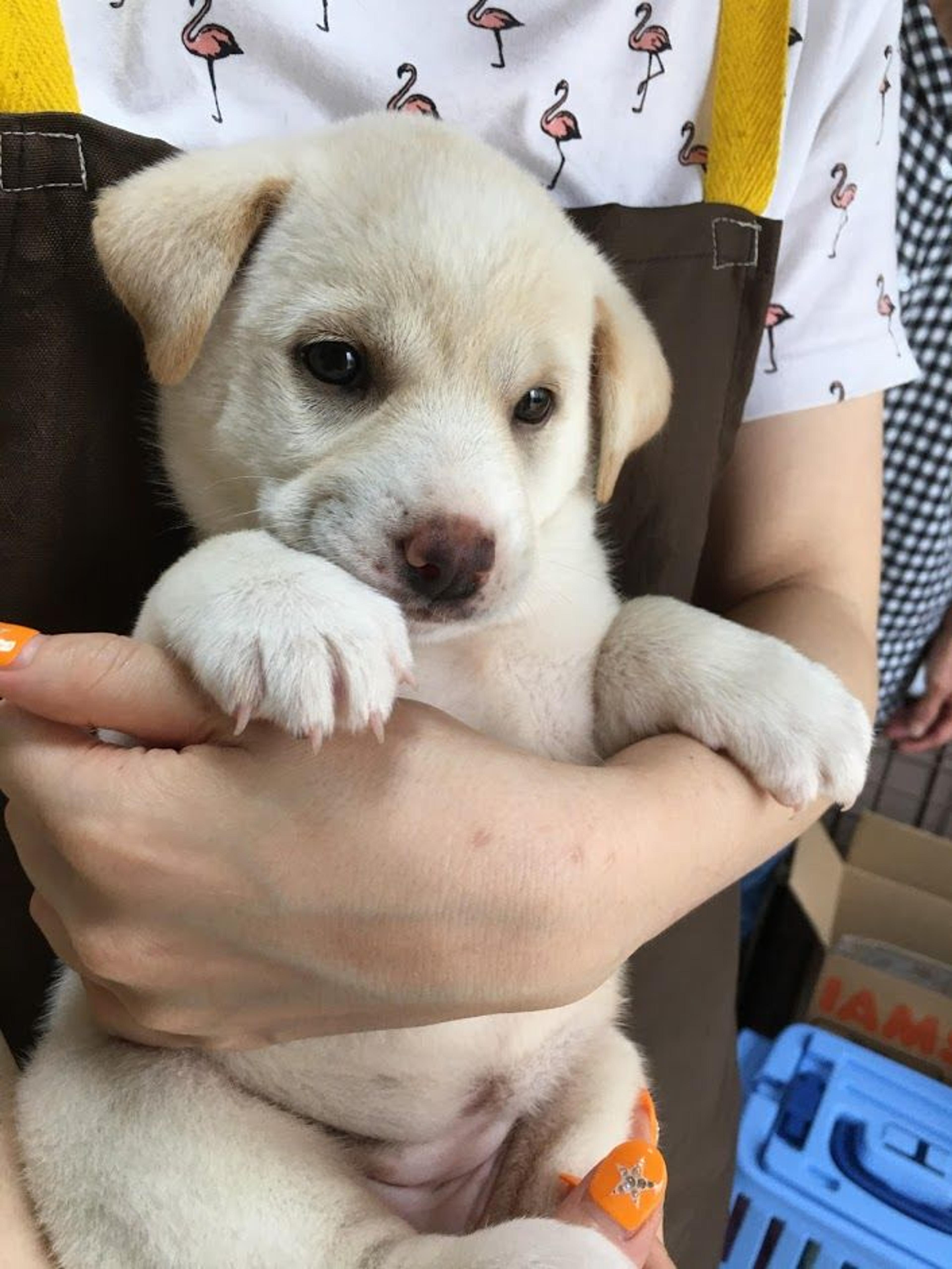 pet-image-4