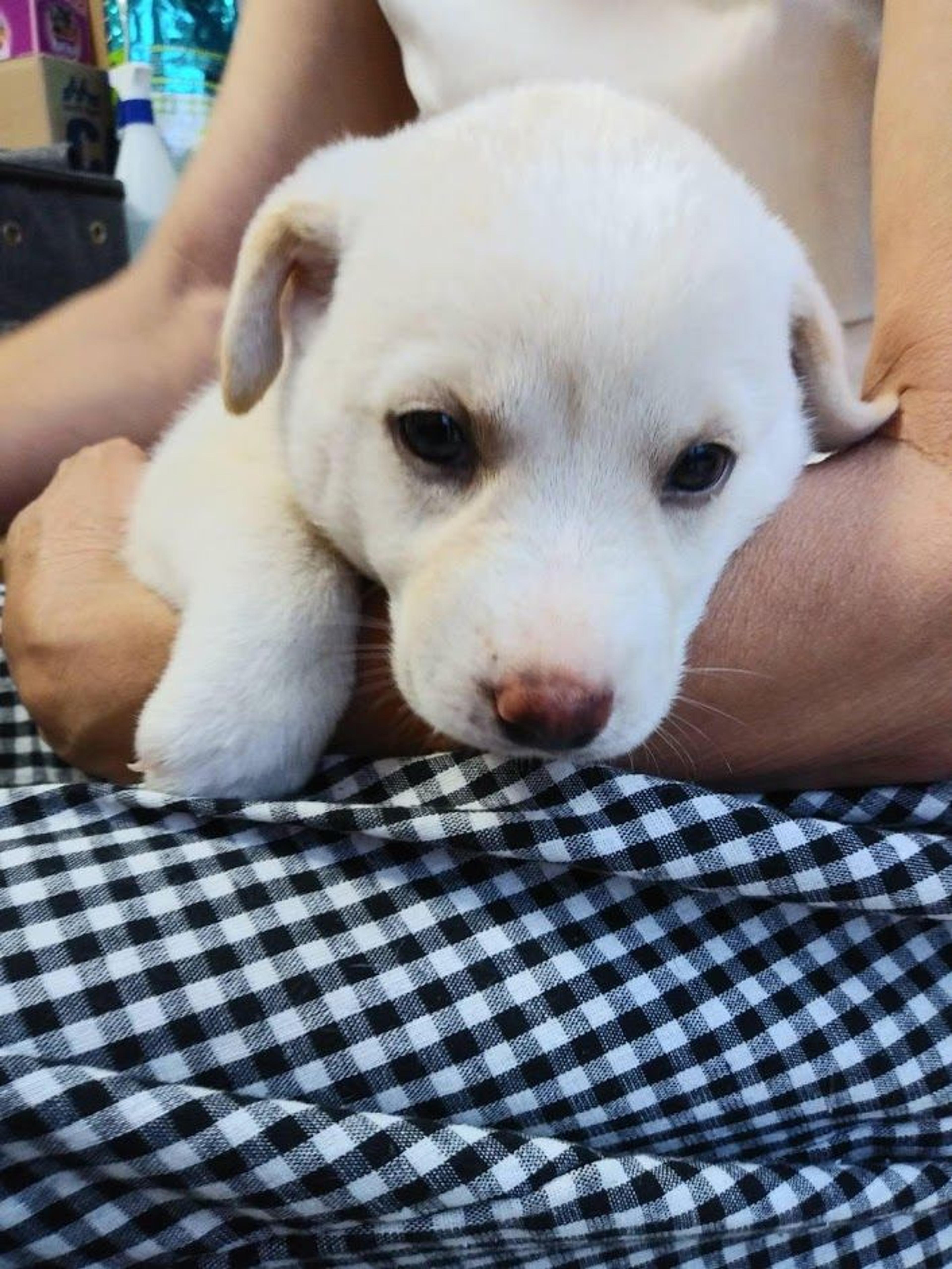 pet-image-5