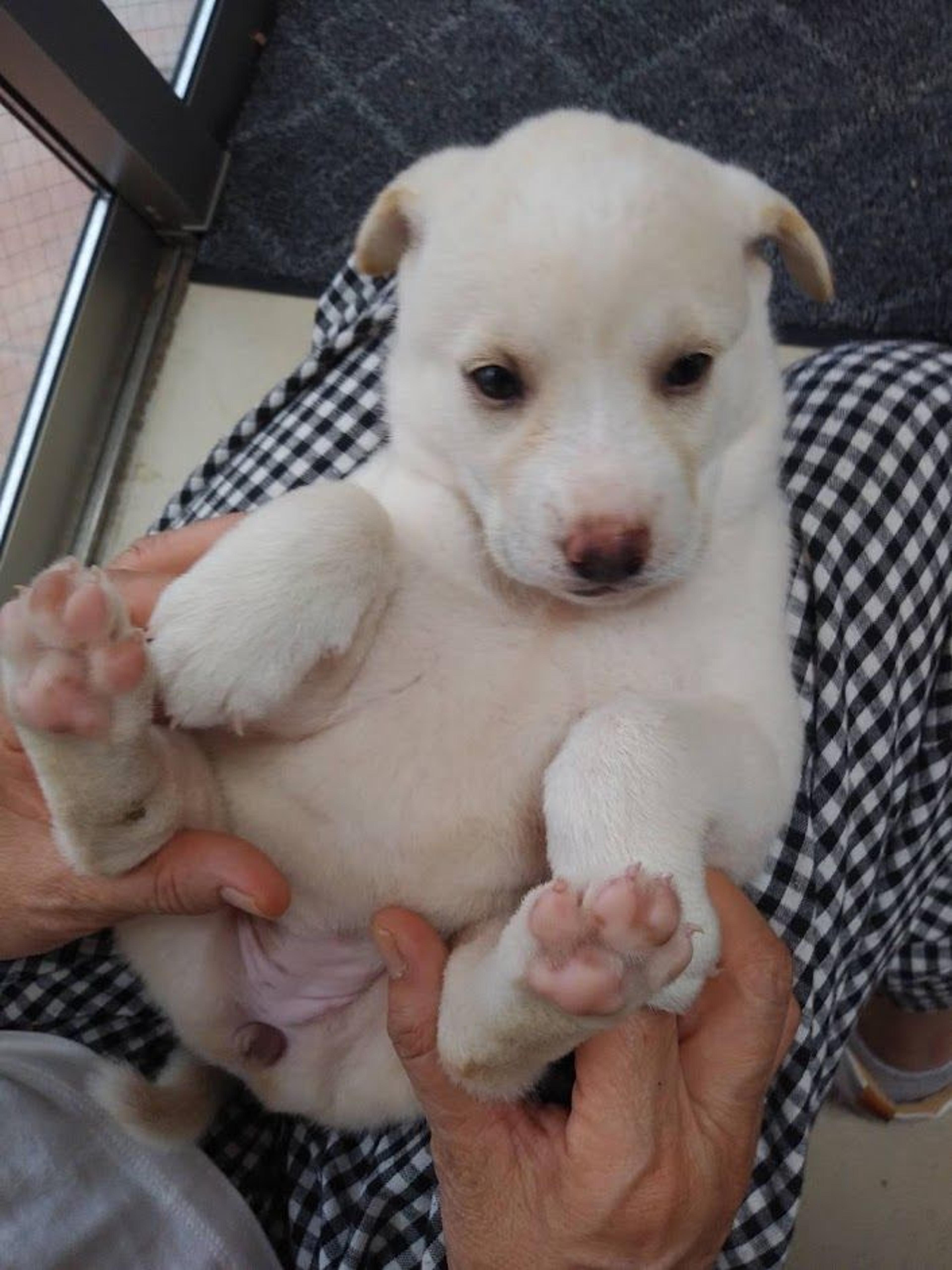 pet-image-6