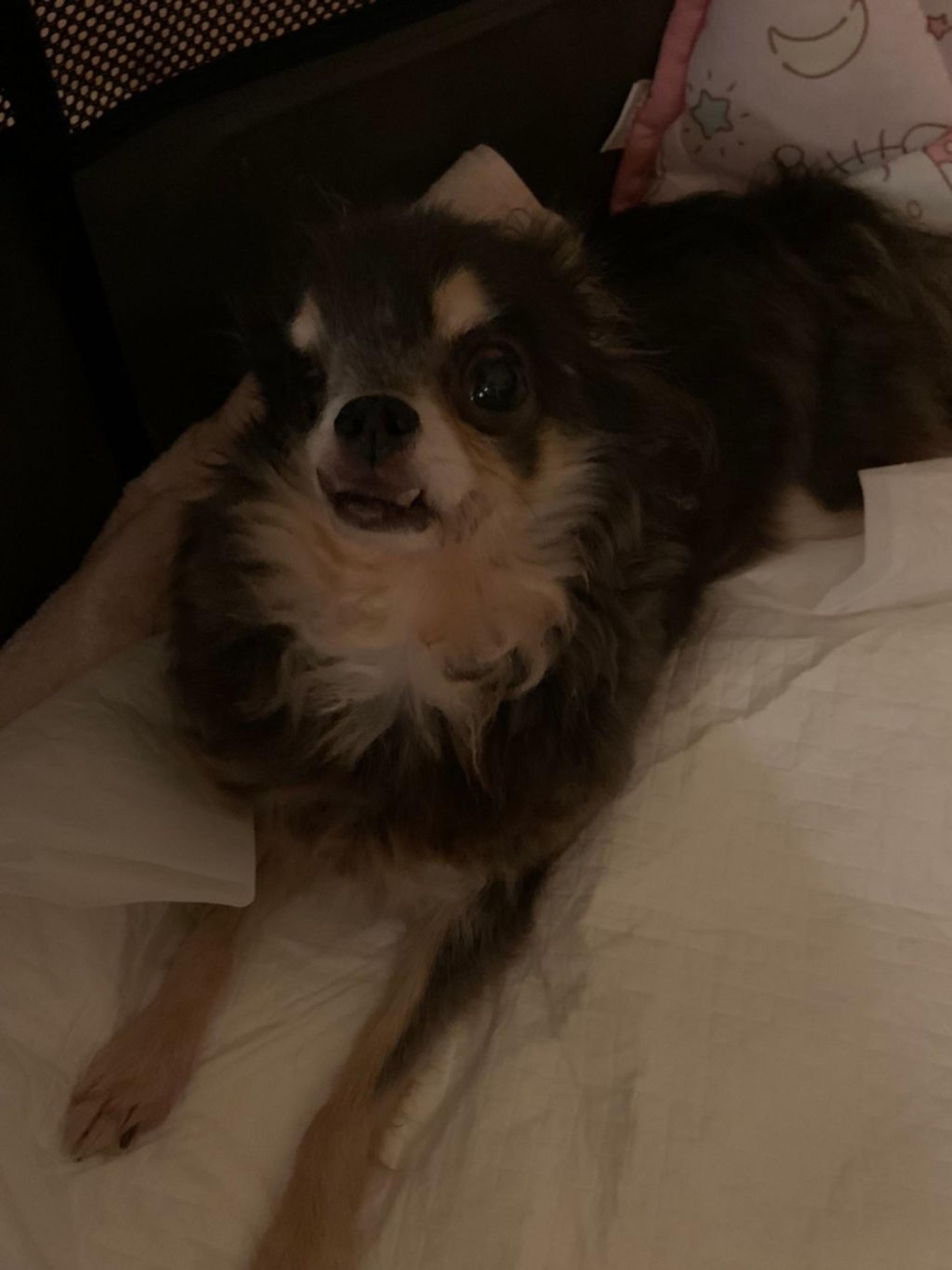 pet-image-2