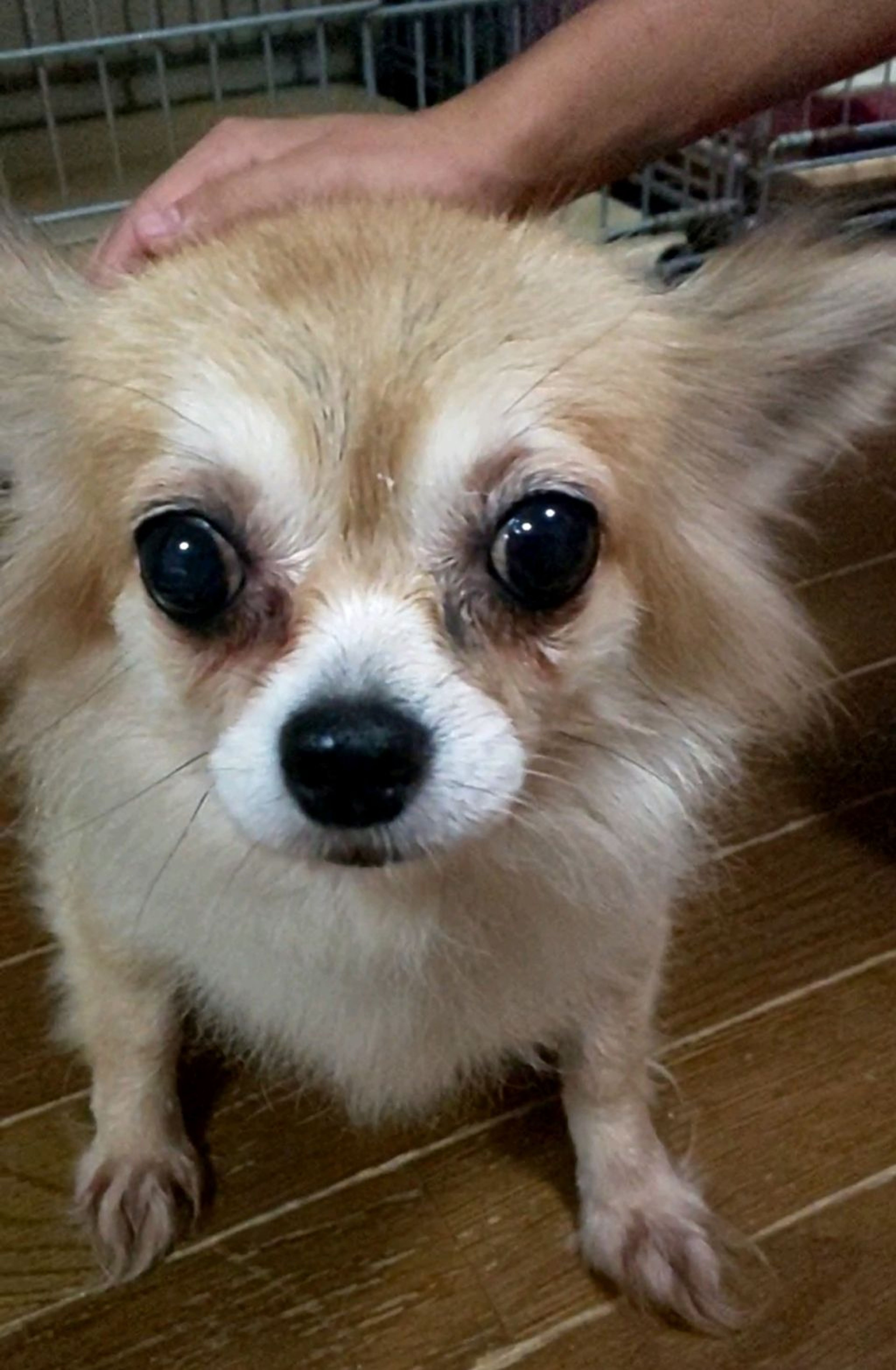 チワワ・メスの里親募集の写真