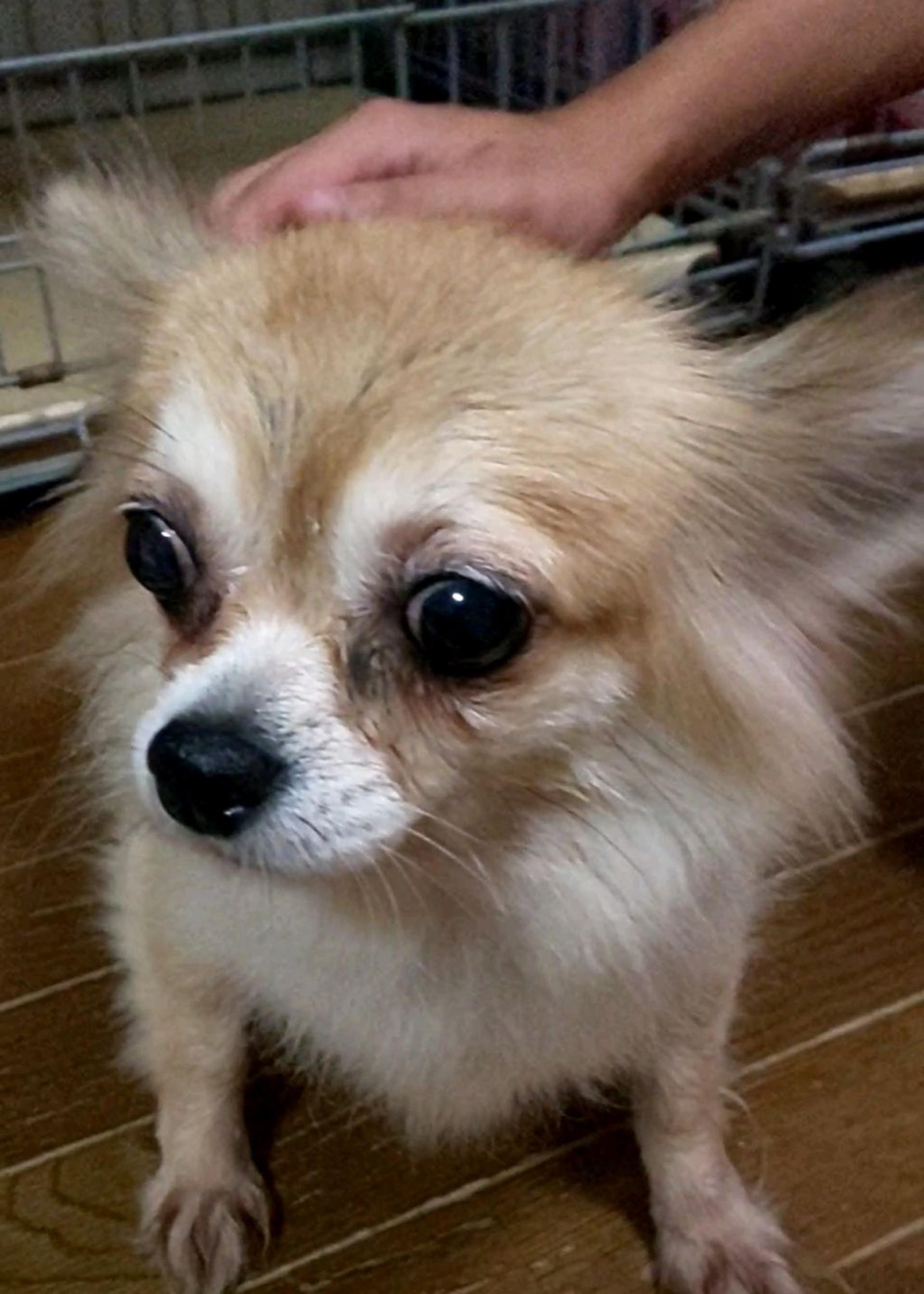 pet-image-2