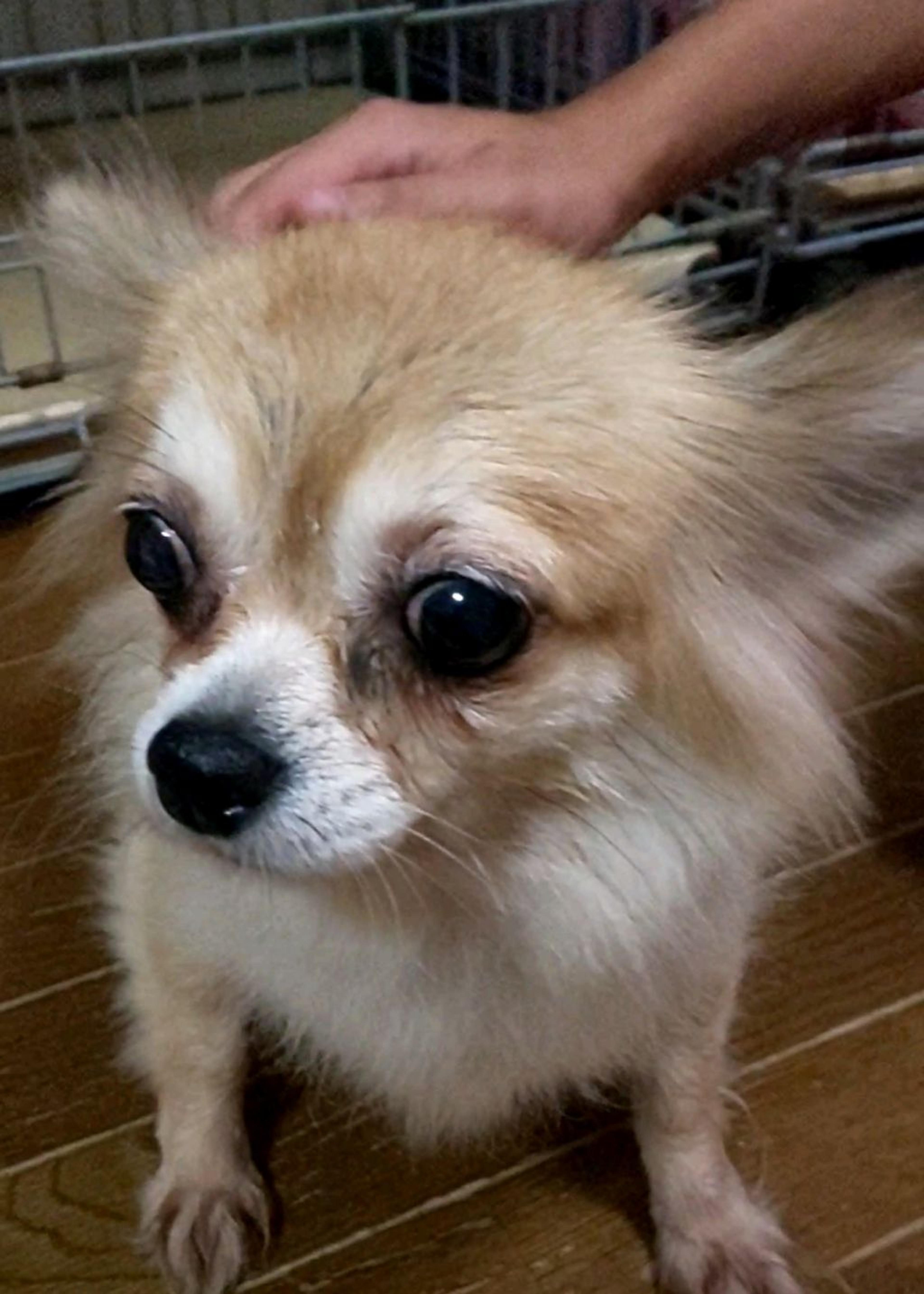 pet-image-2