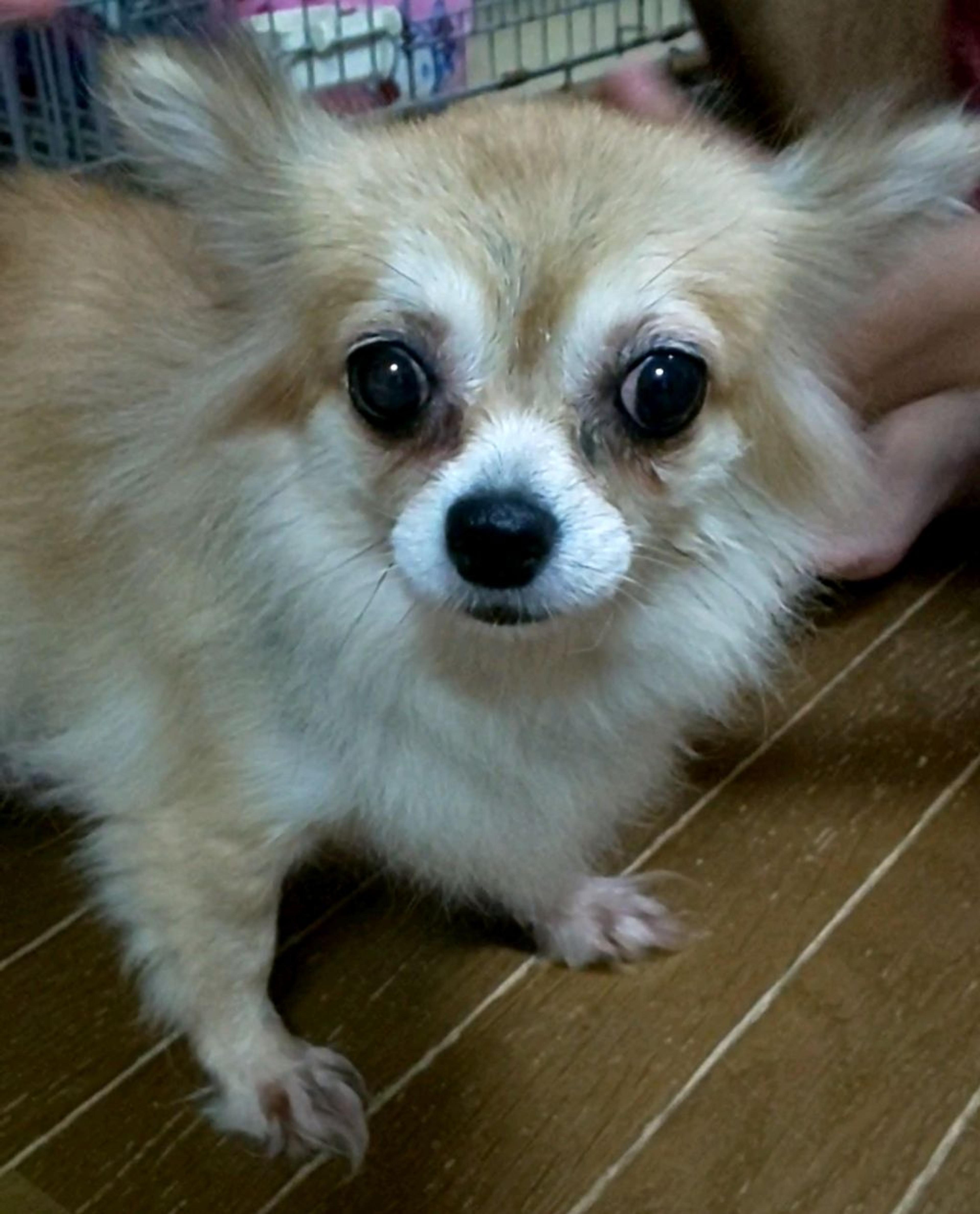 pet-image-3