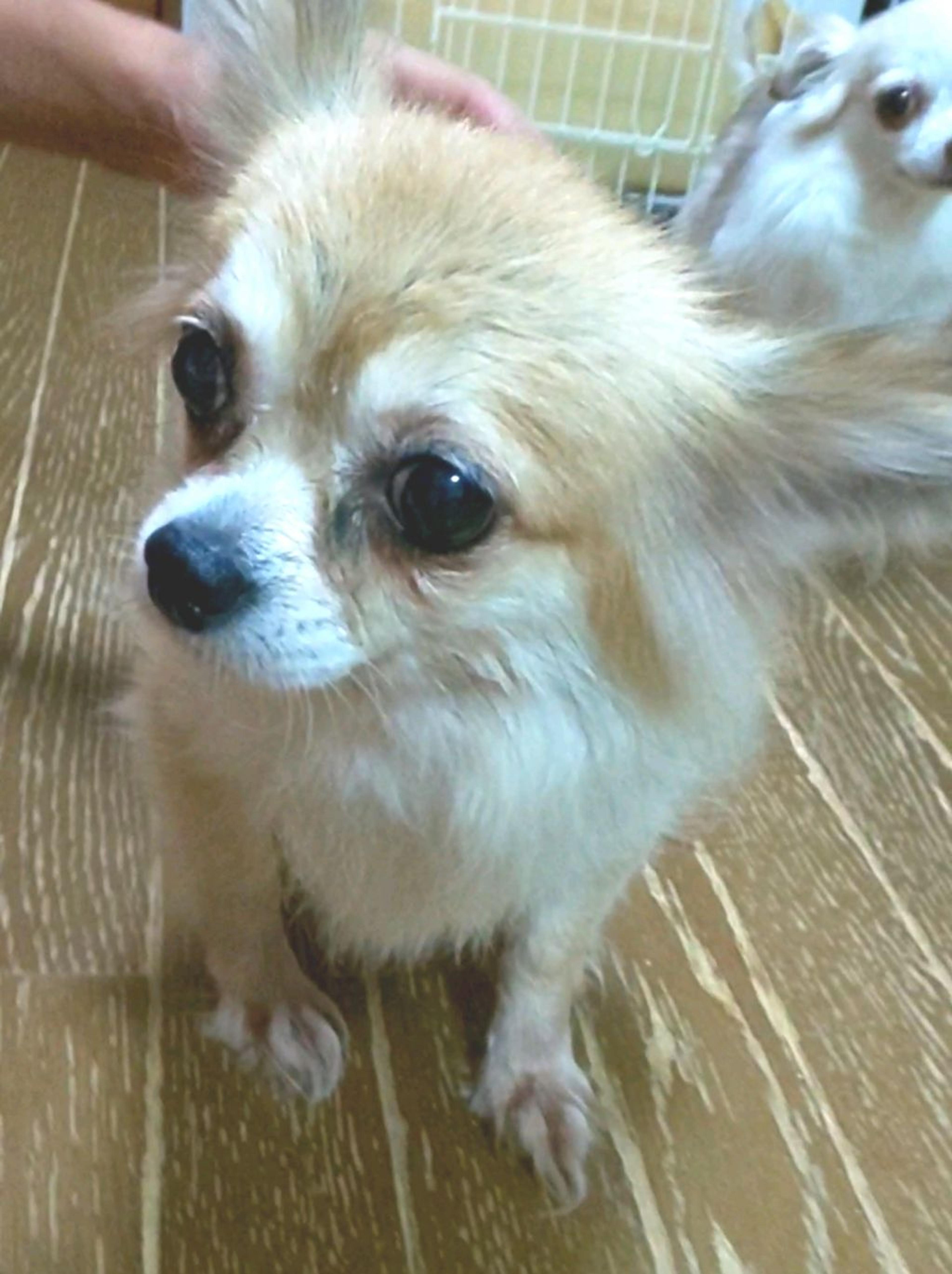 pet-image-4