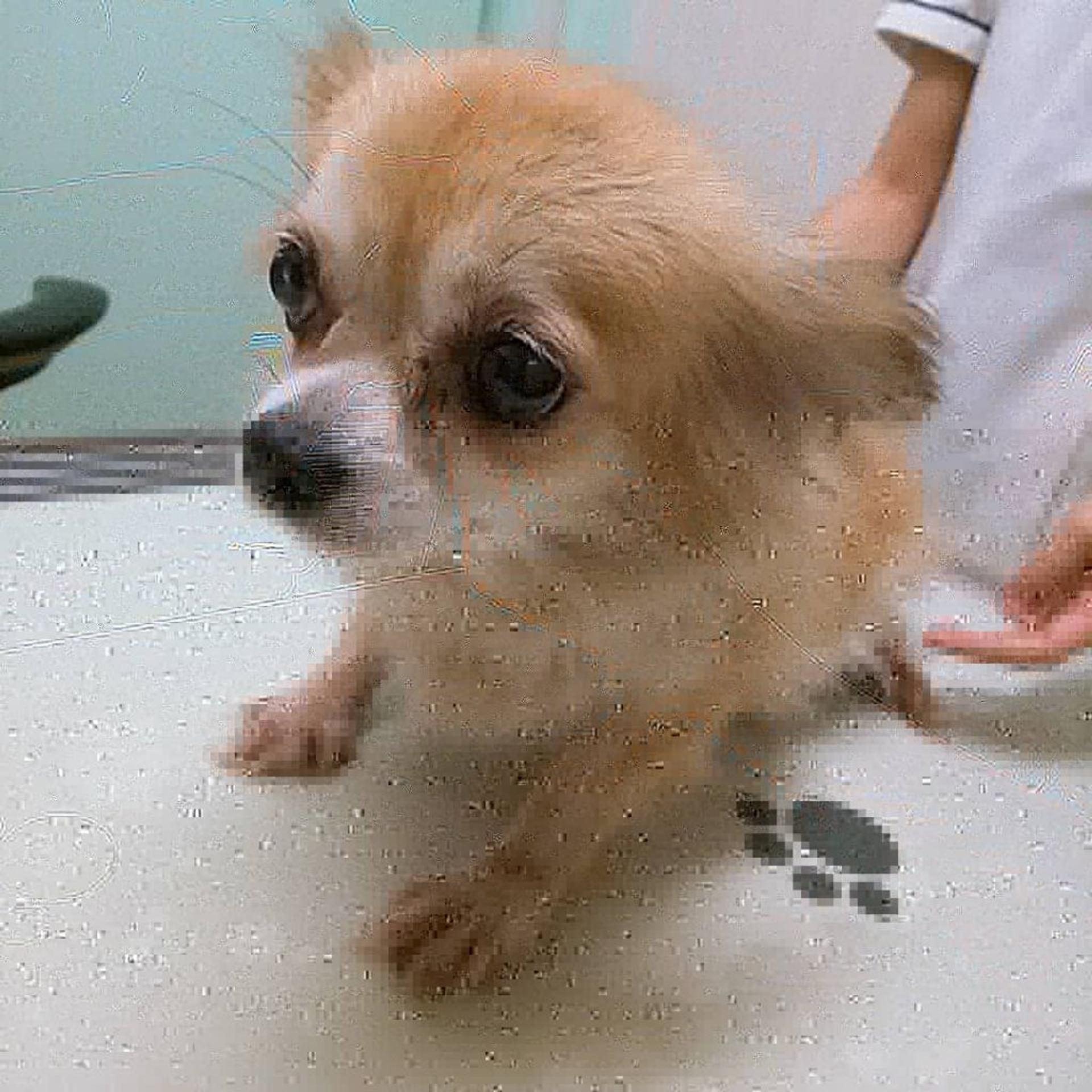 pet-image-5