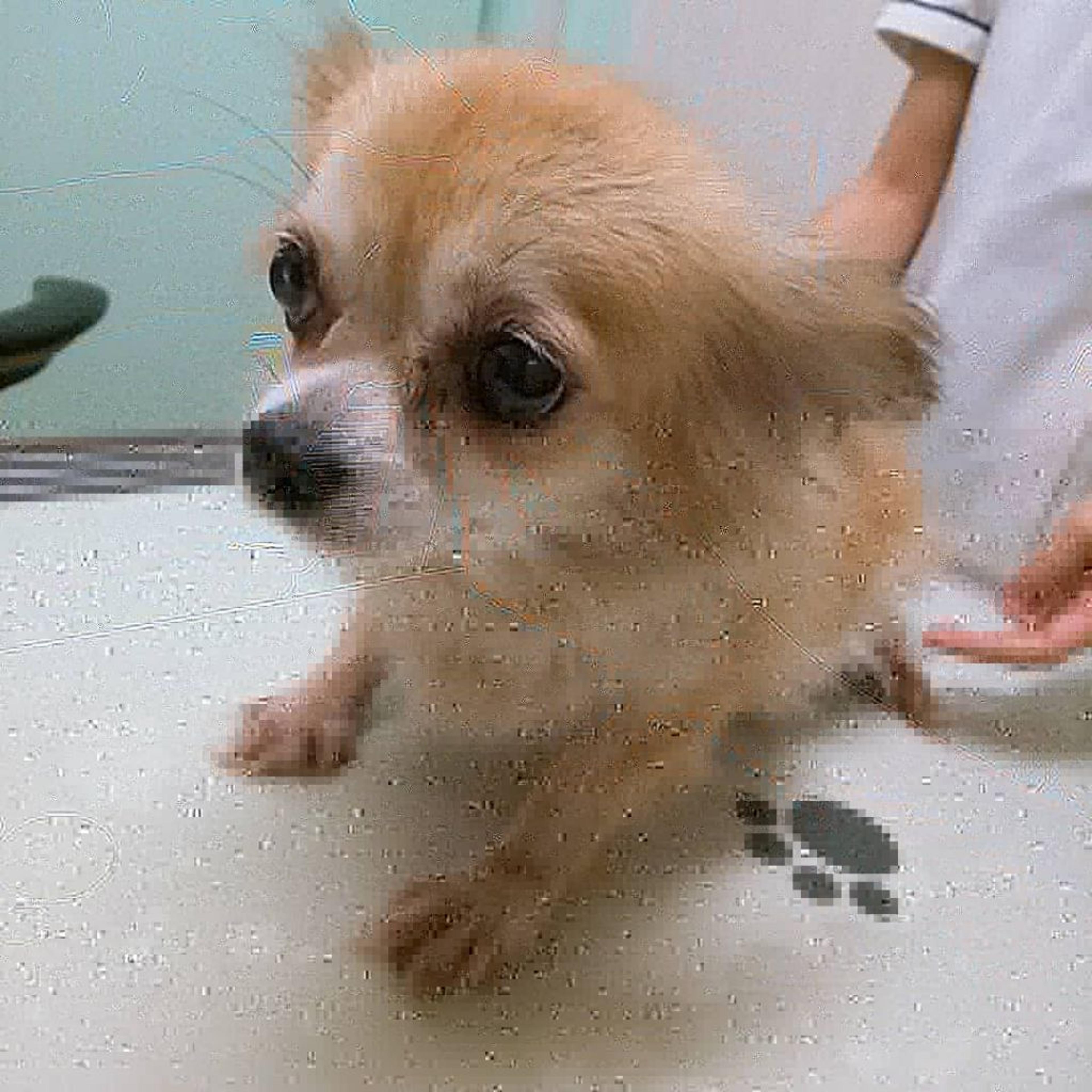 pet-image-5