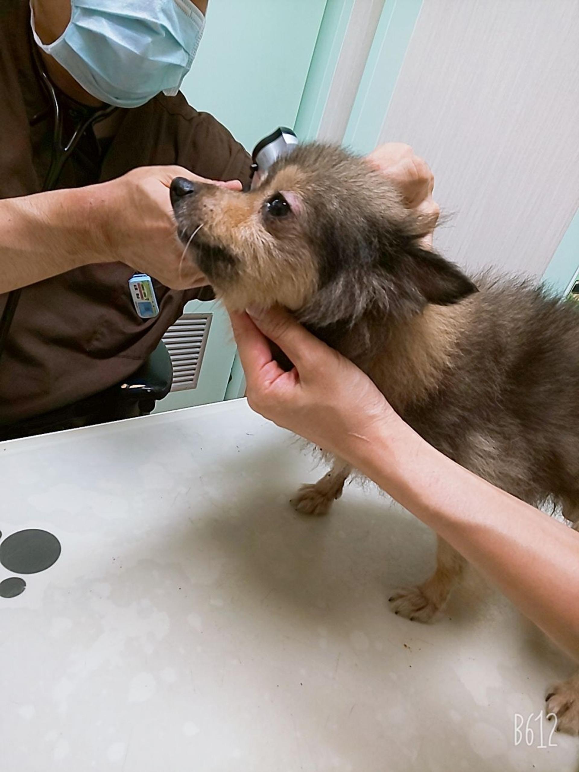 pet-image-4