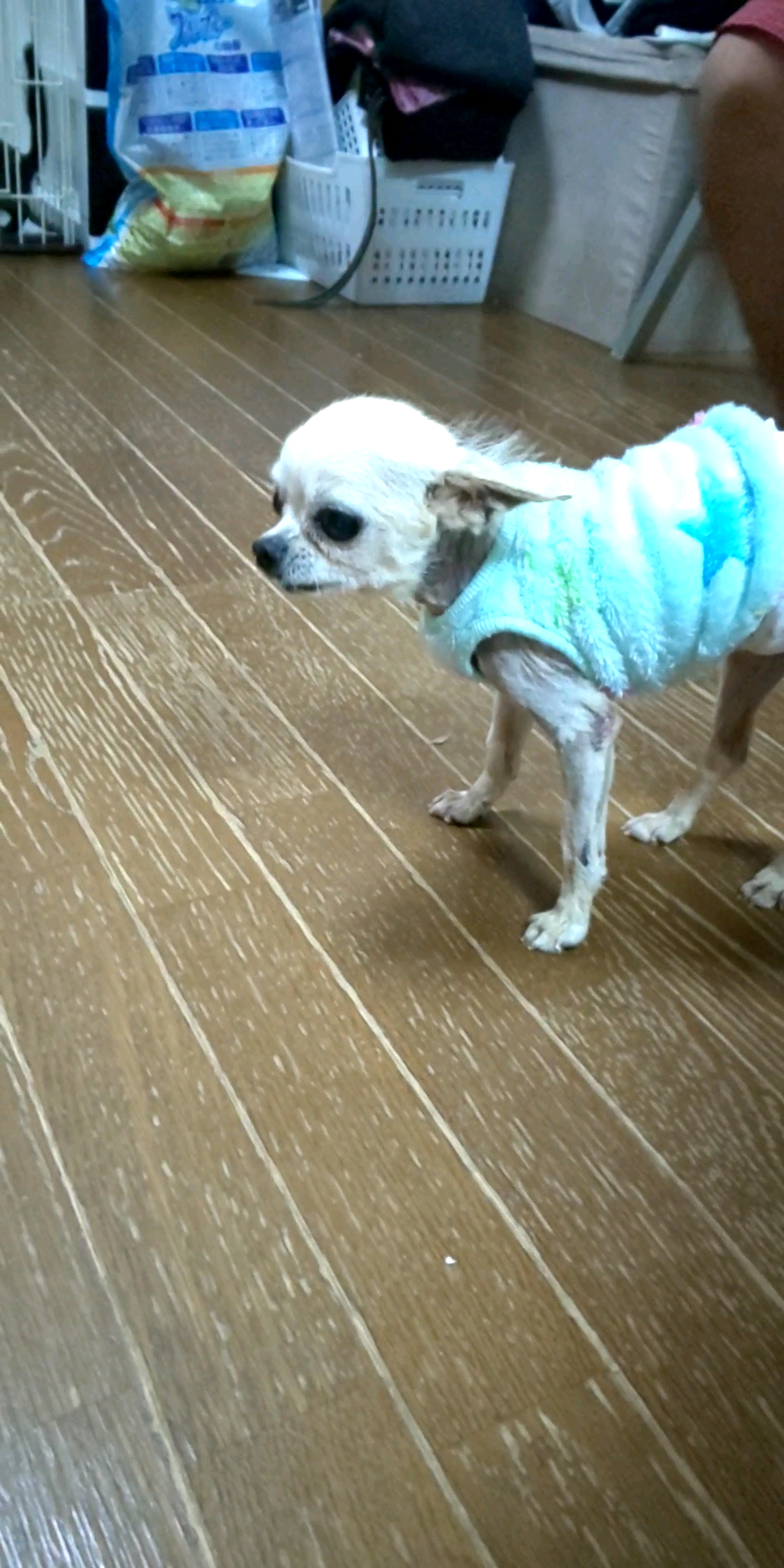 pet-image-2