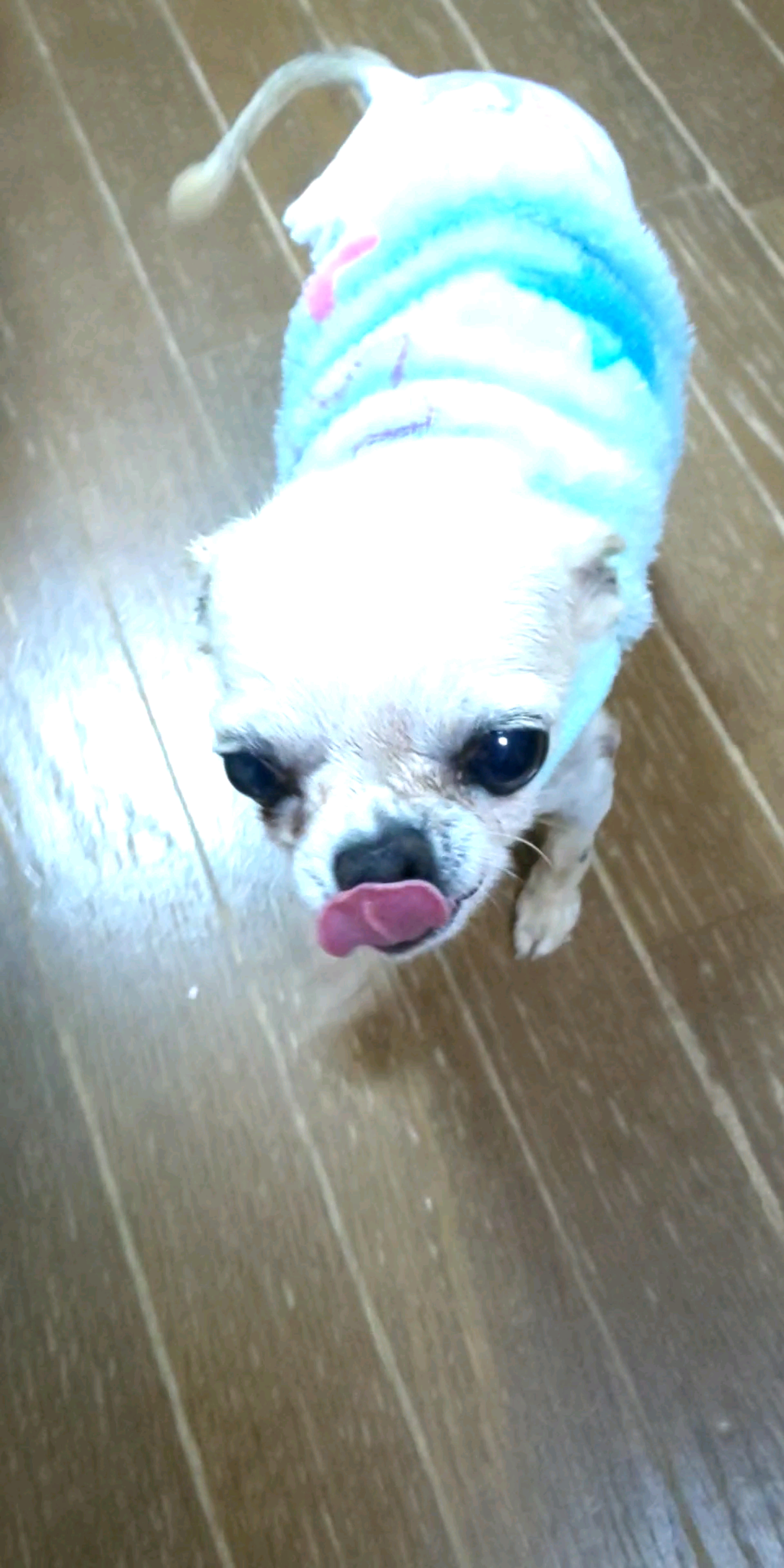 pet-image-3