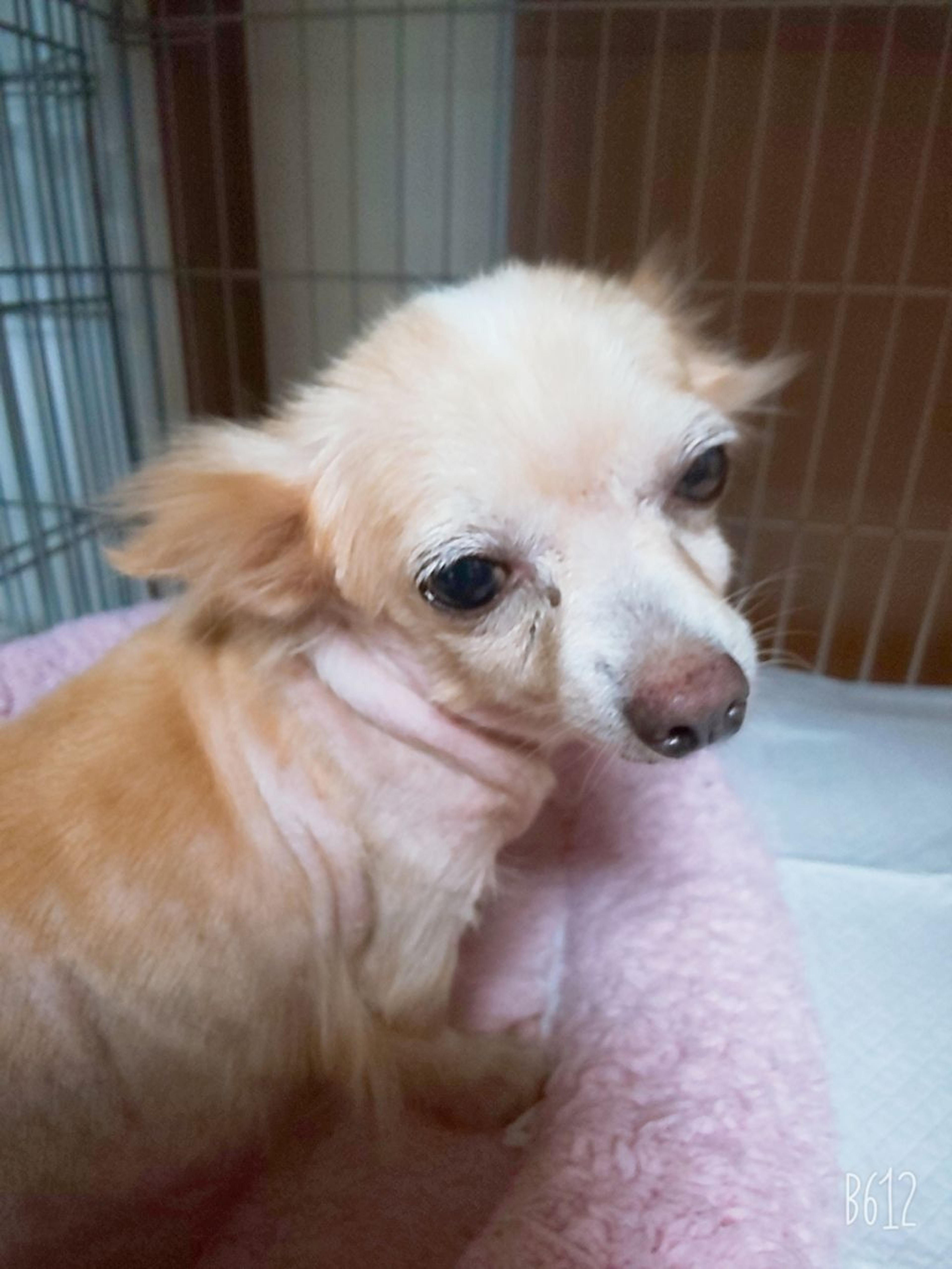 pet-image-2