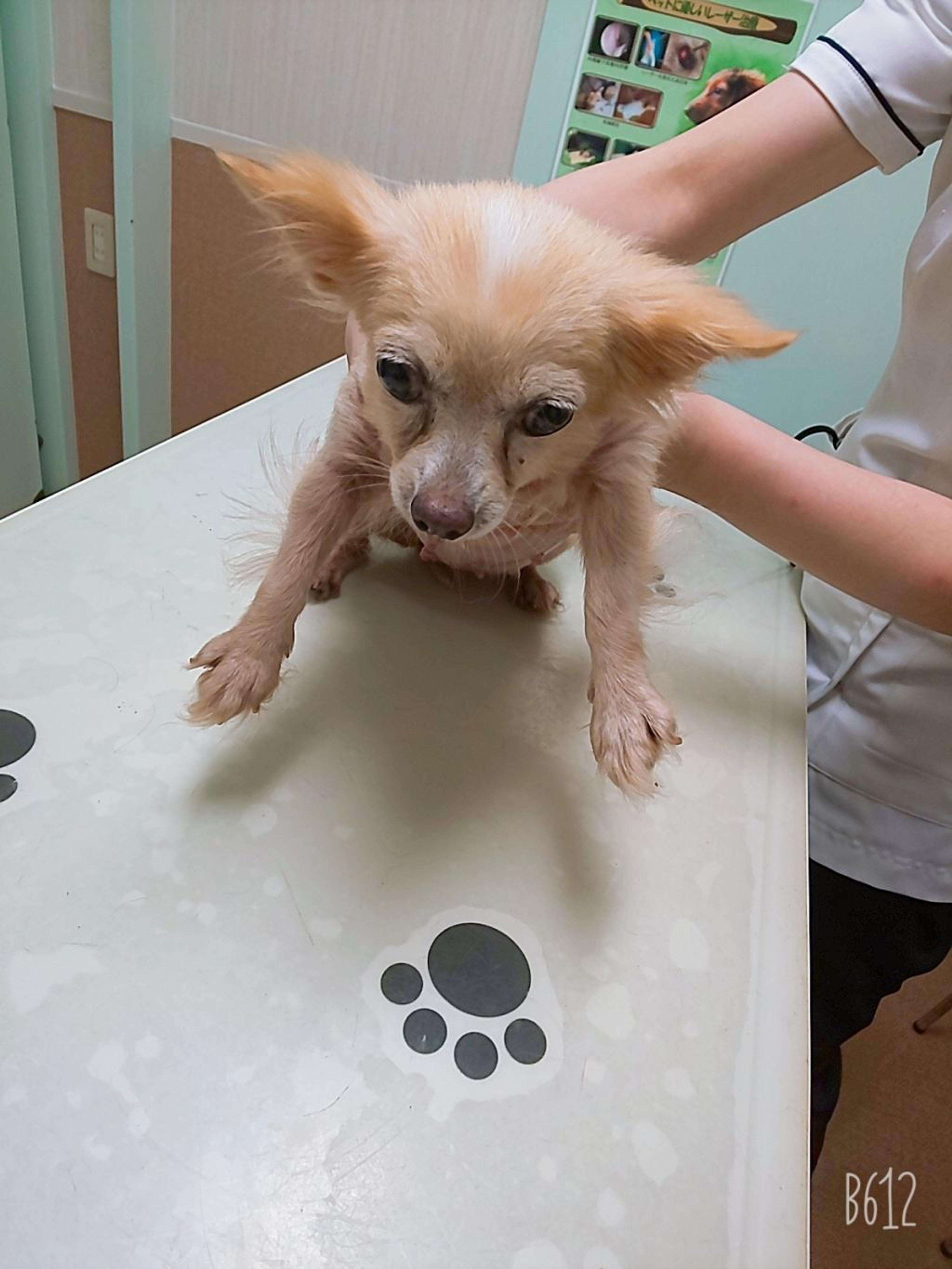 pet-image-3