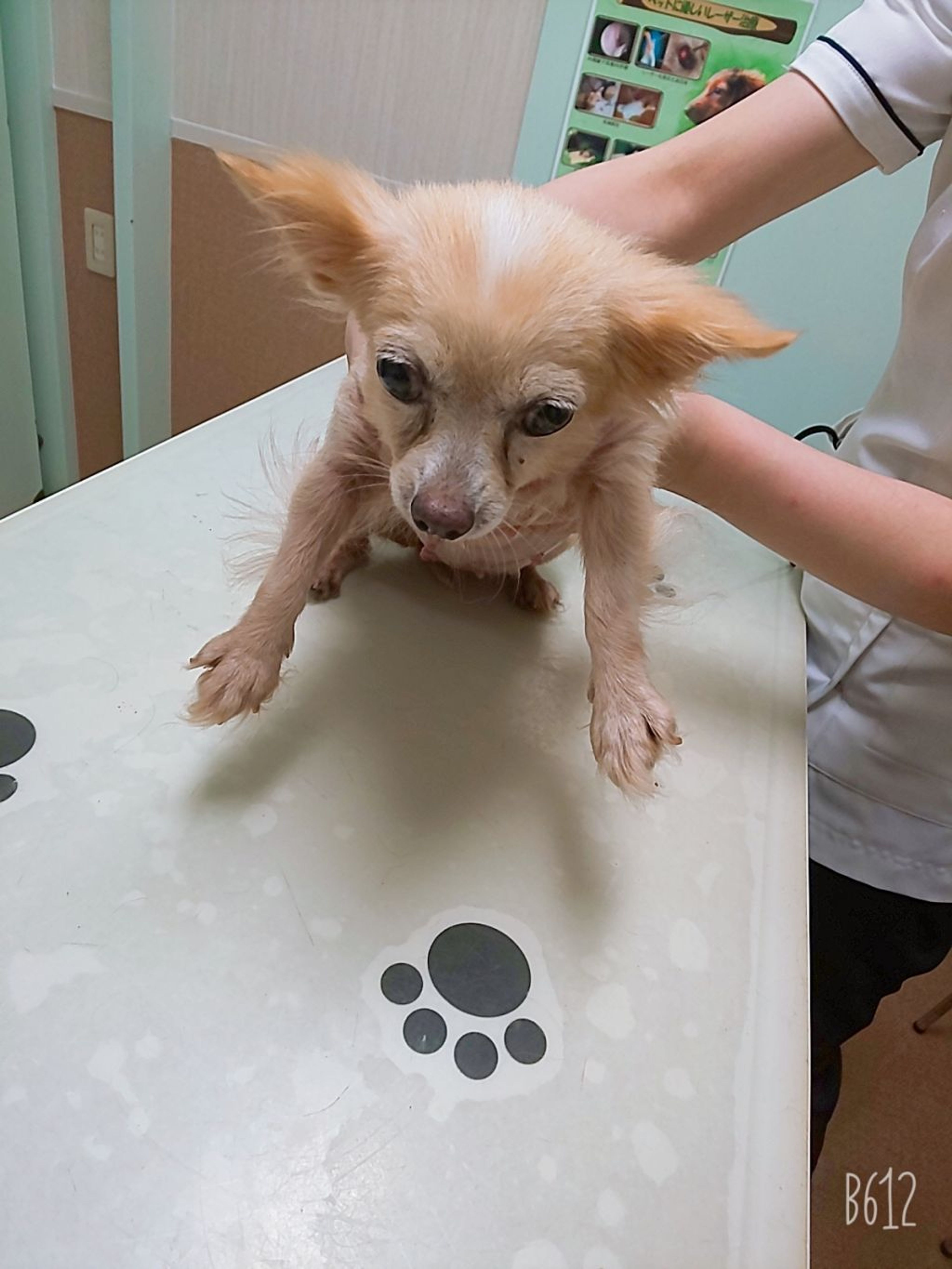 pet-image-3
