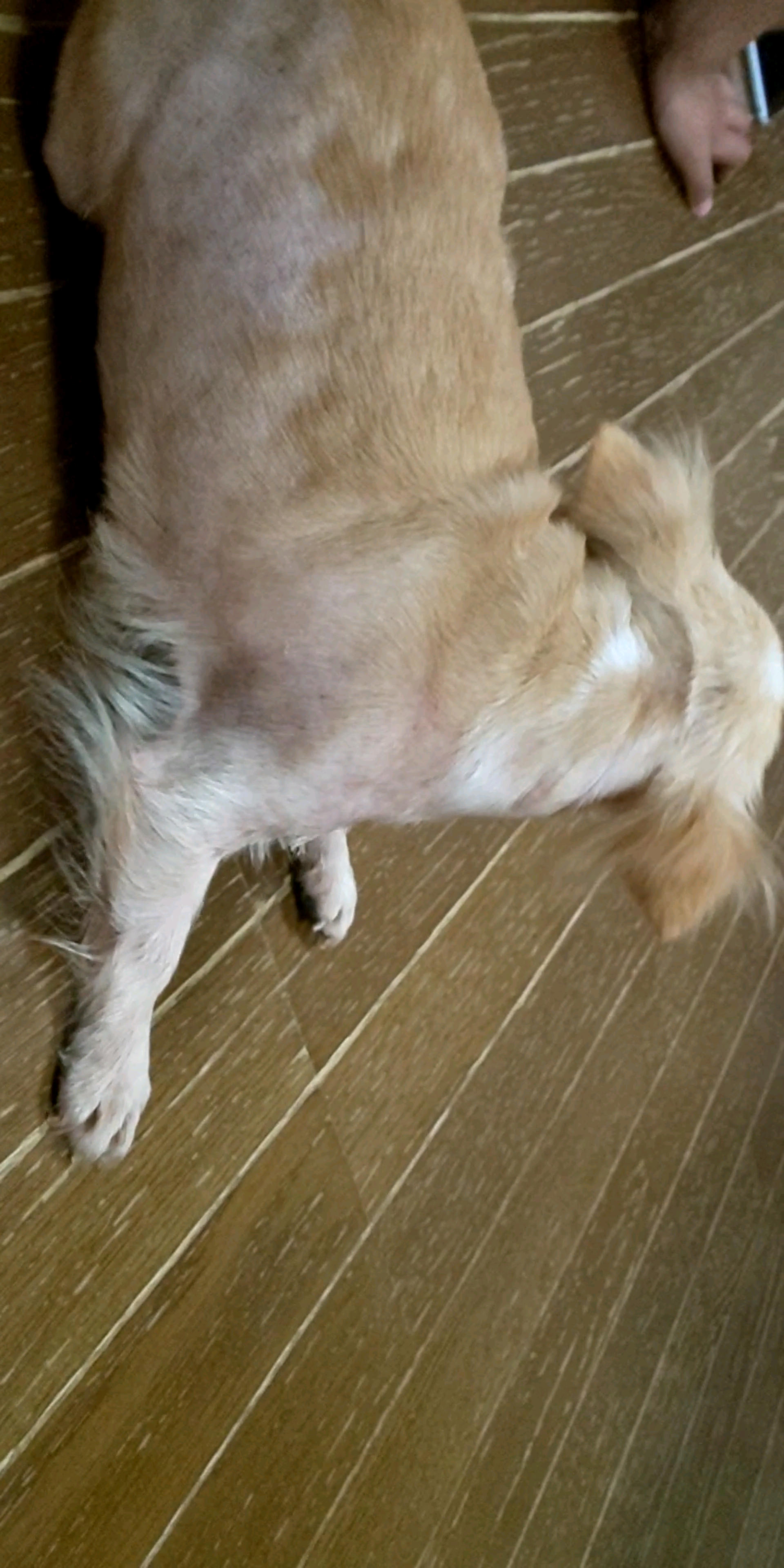 pet-image-4