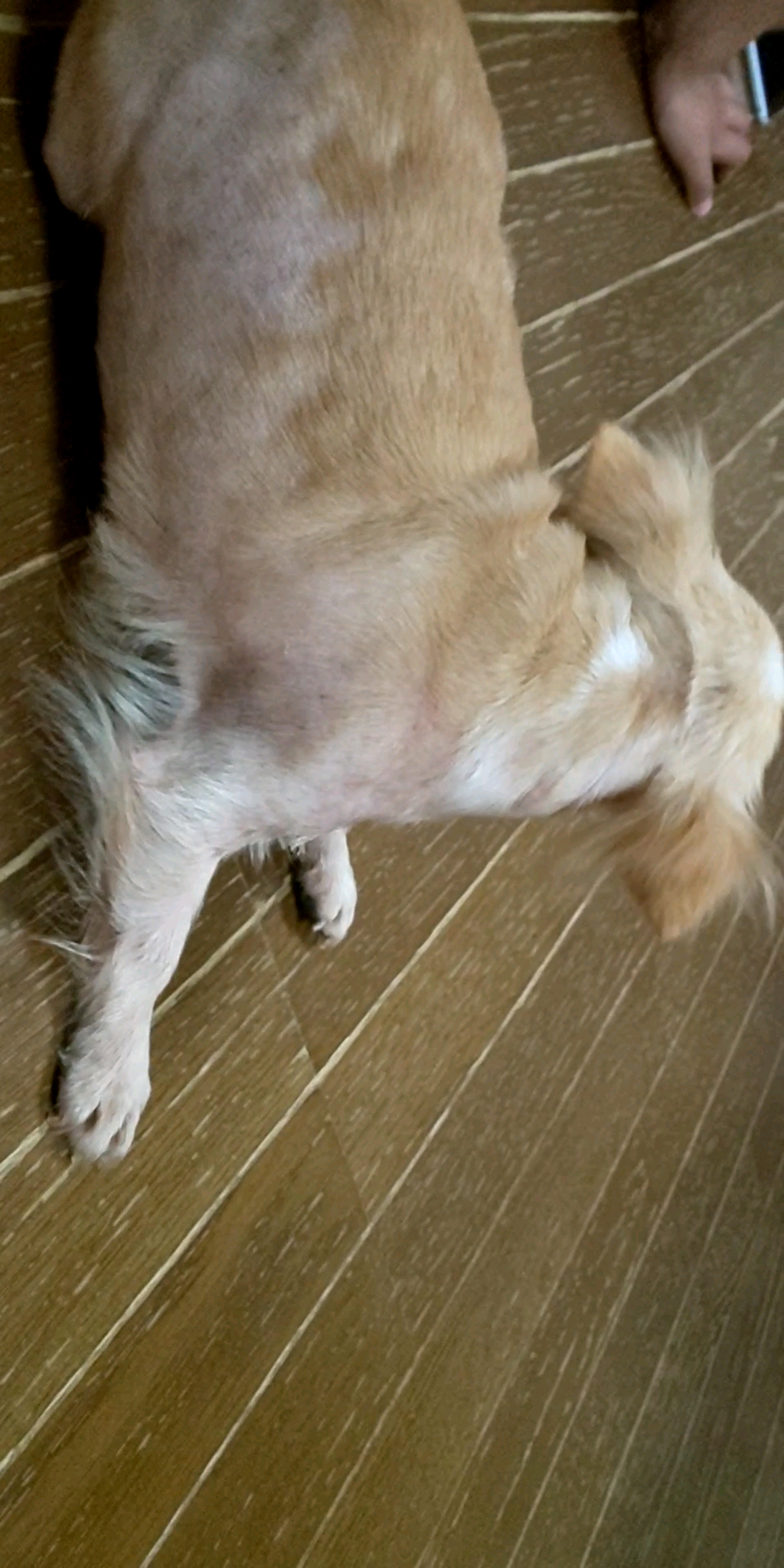 pet-image-4