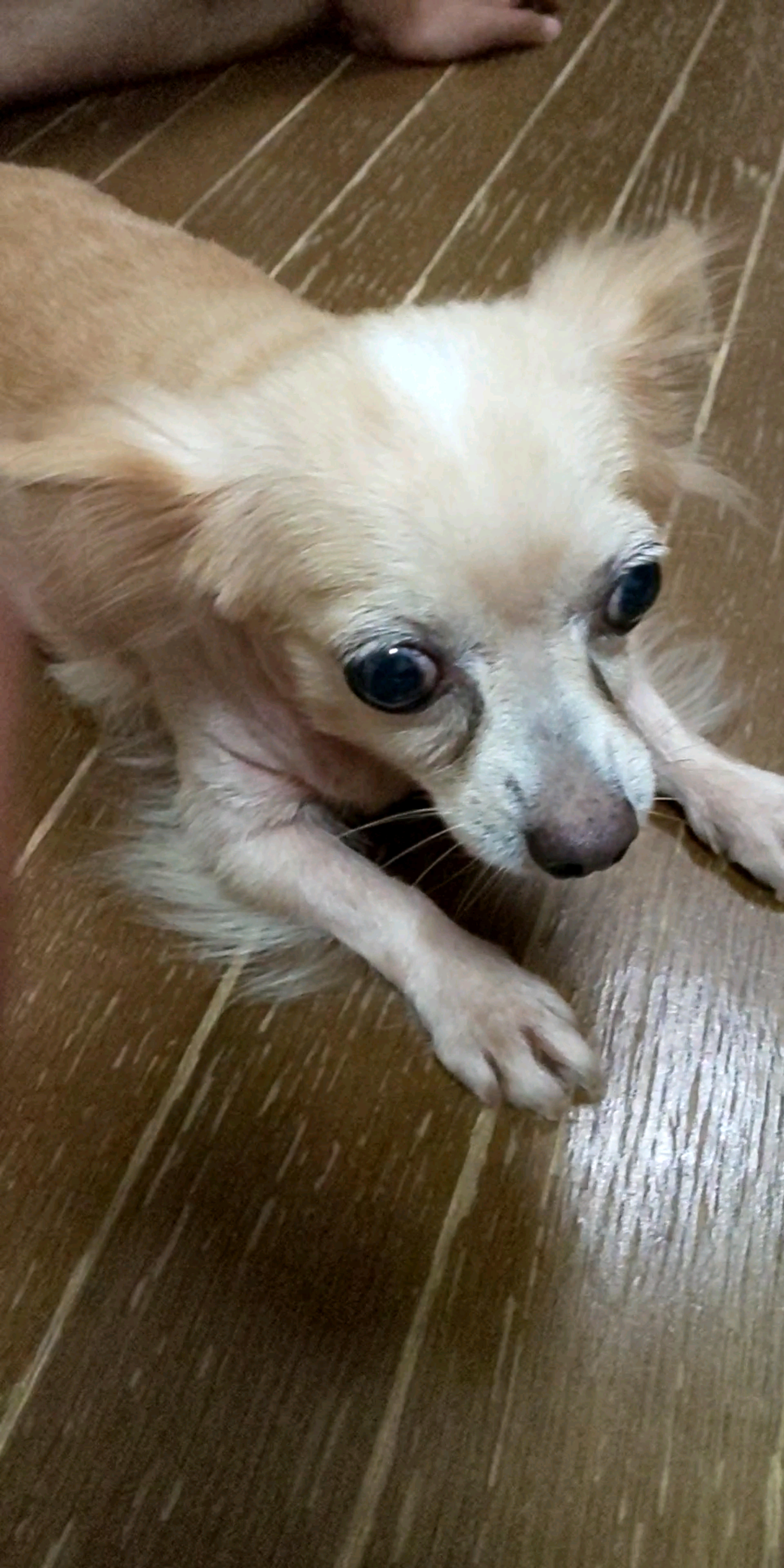 pet-image-5