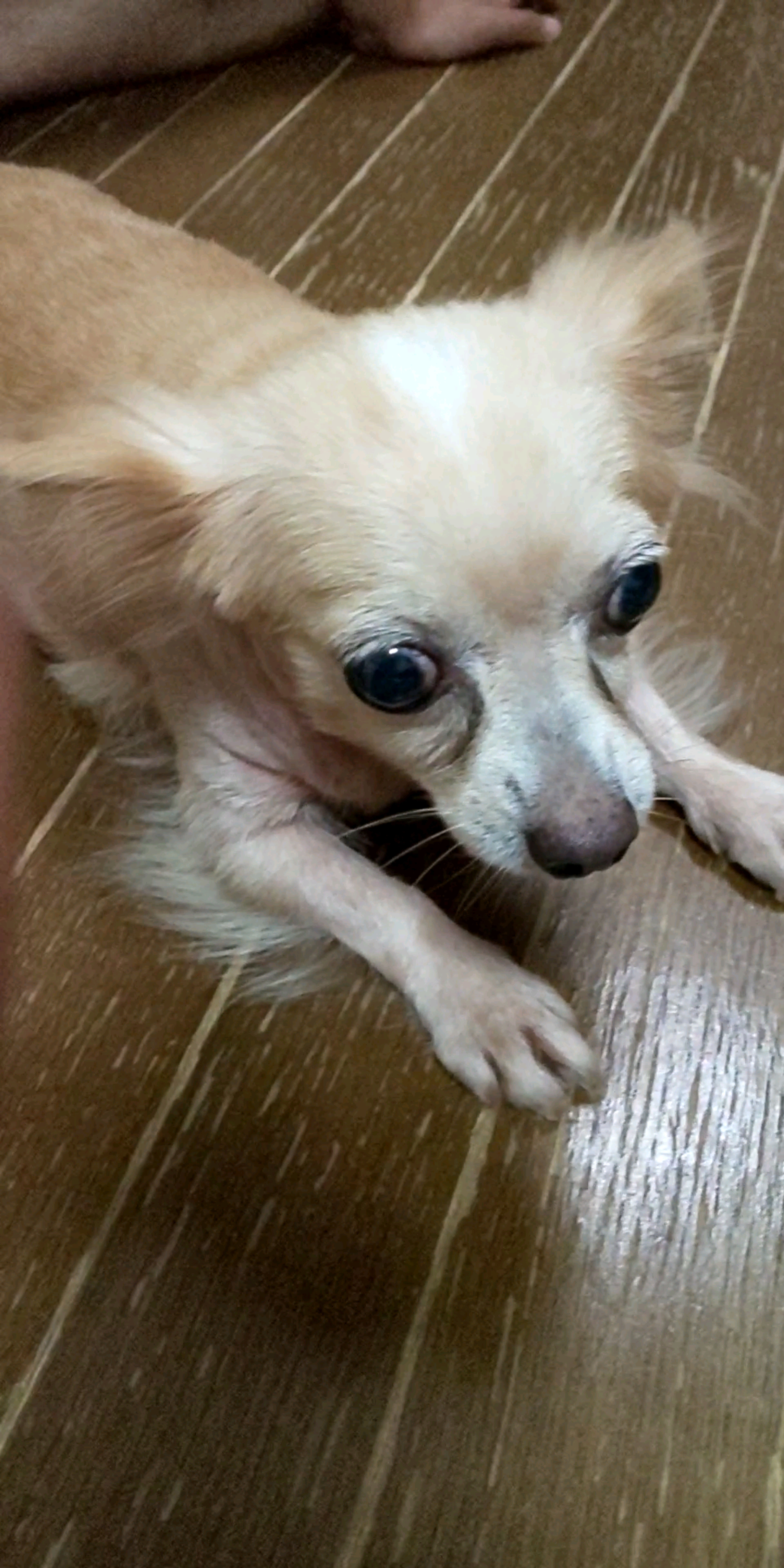 pet-image-5