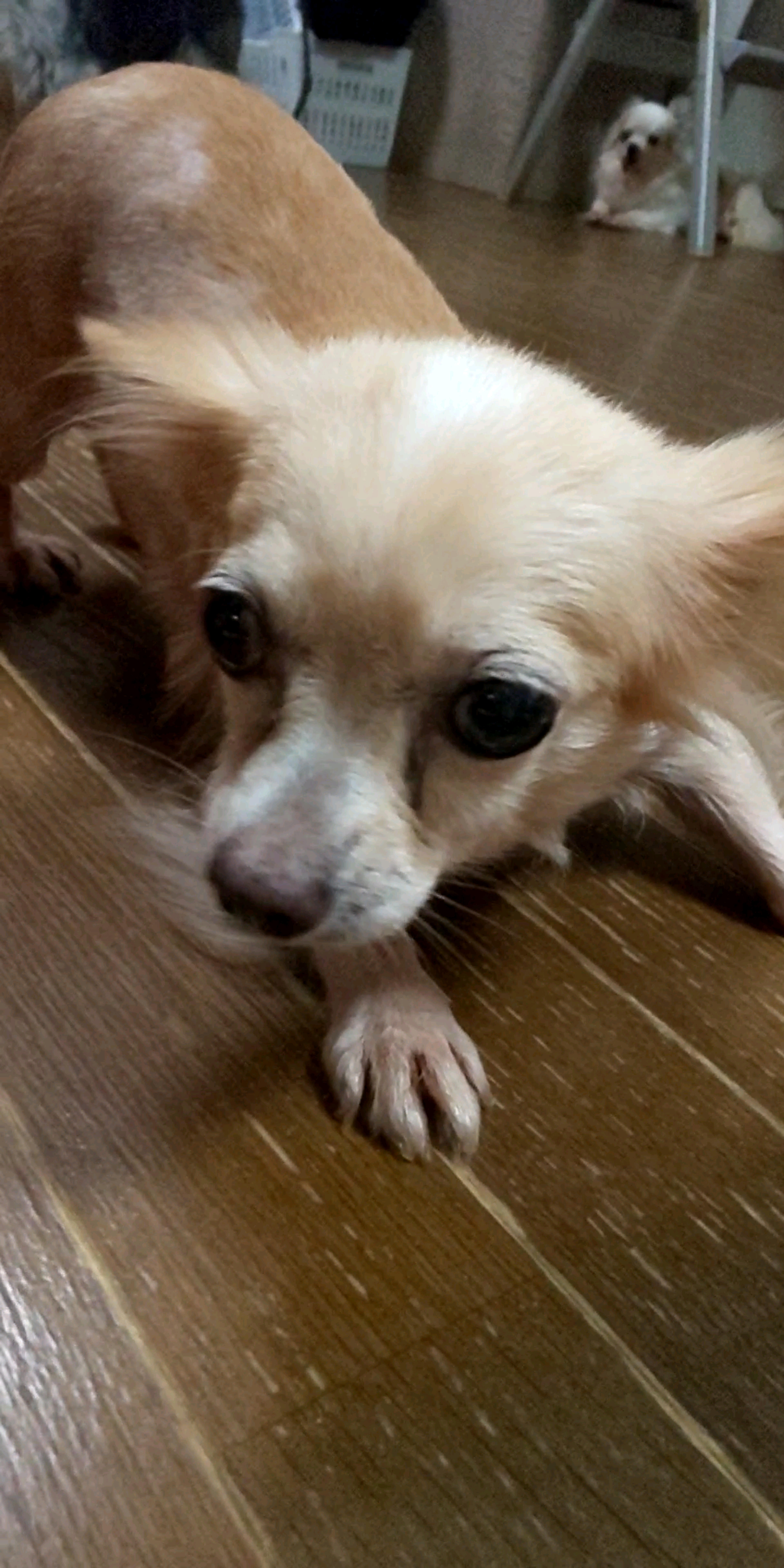 pet-image-6
