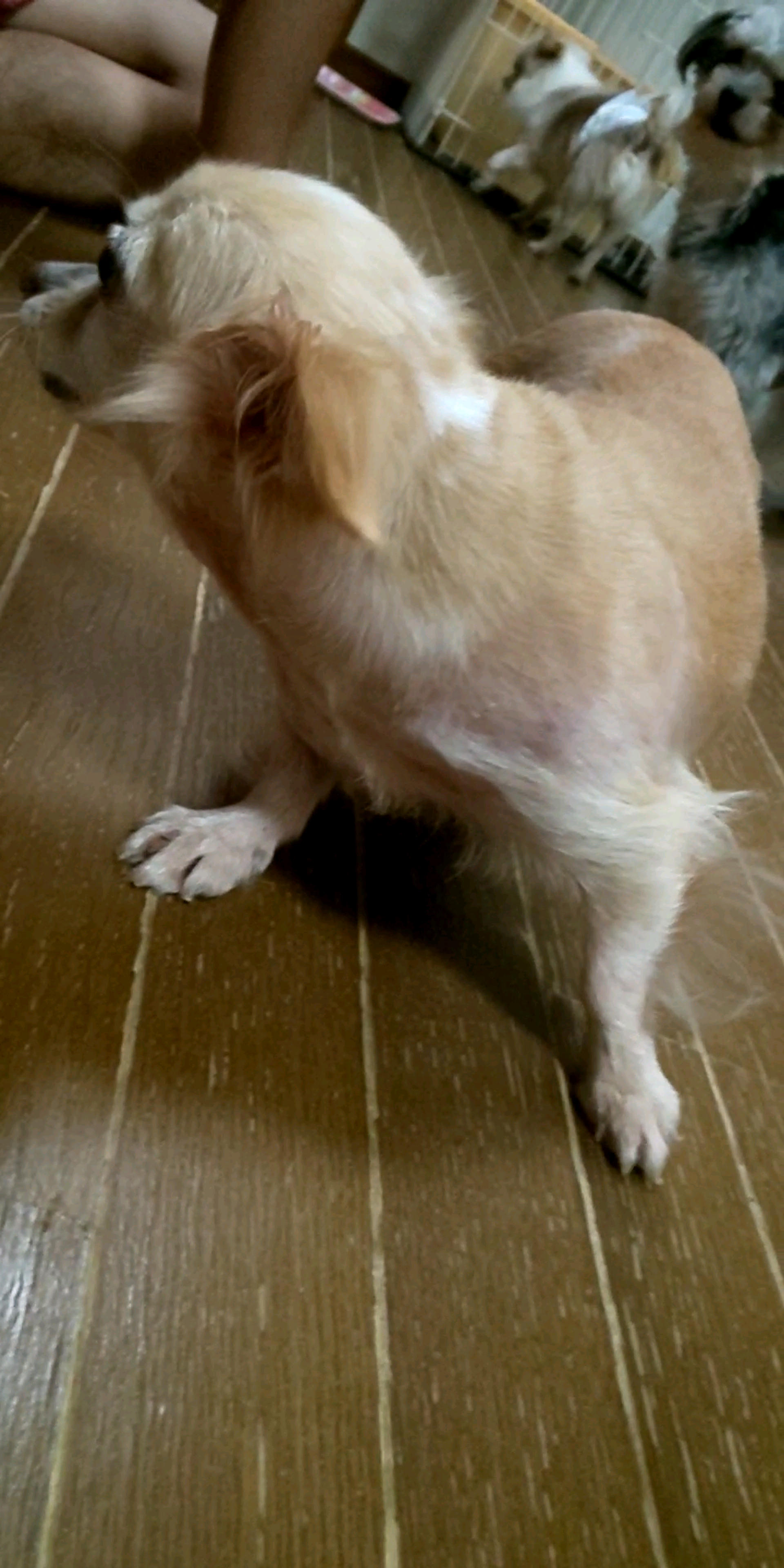 pet-image-7