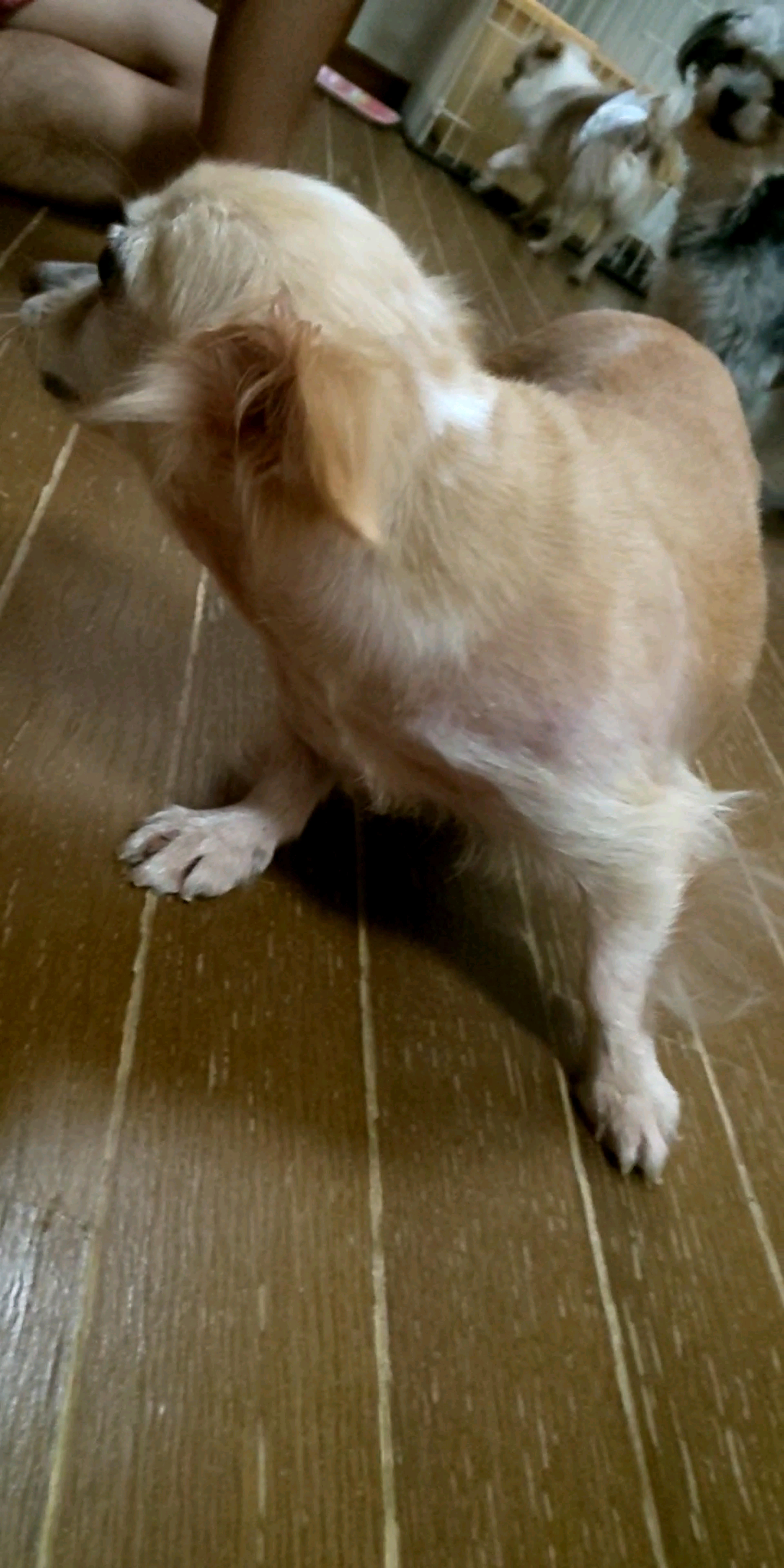 pet-image-7