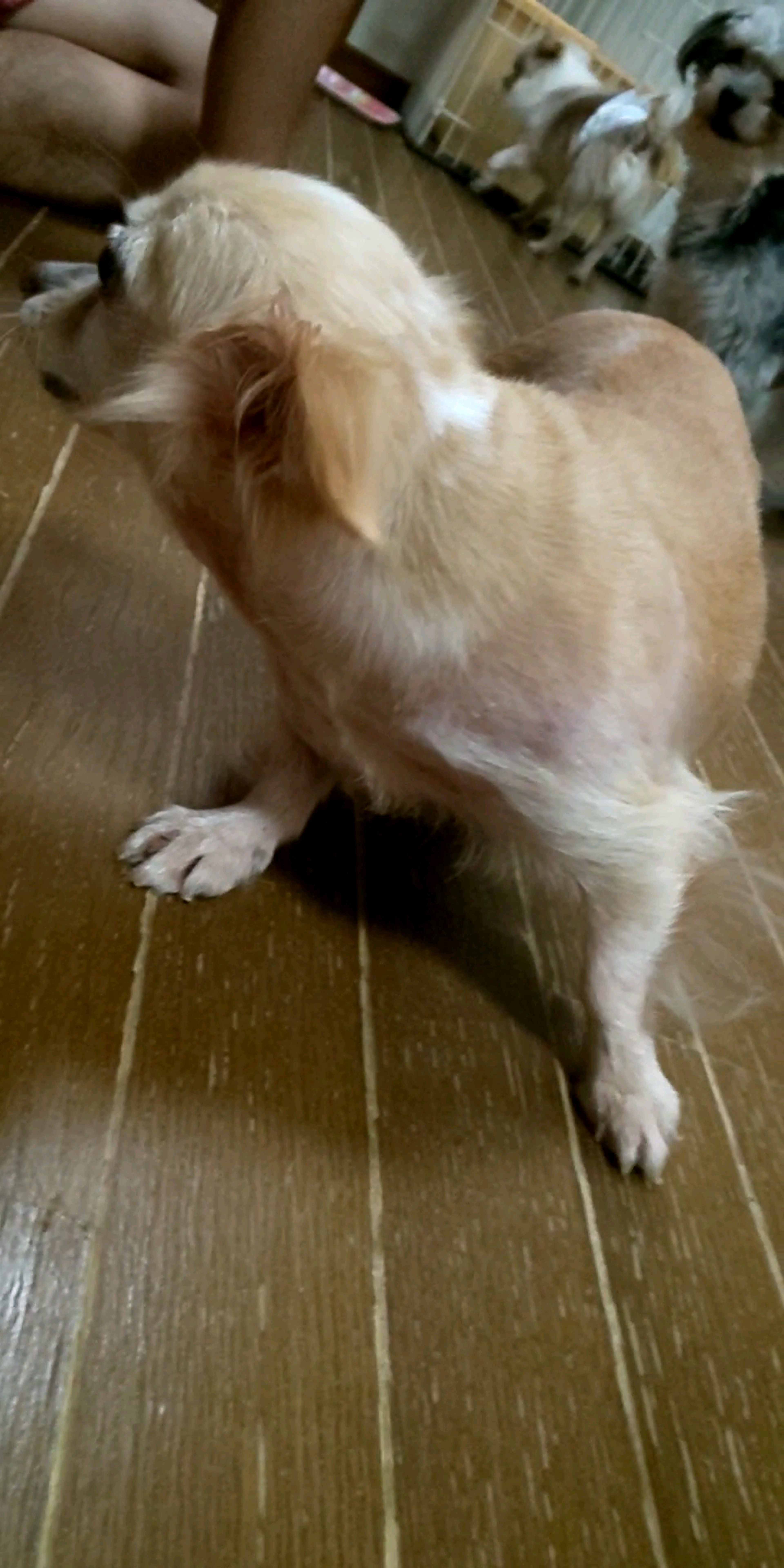 pet-image-7