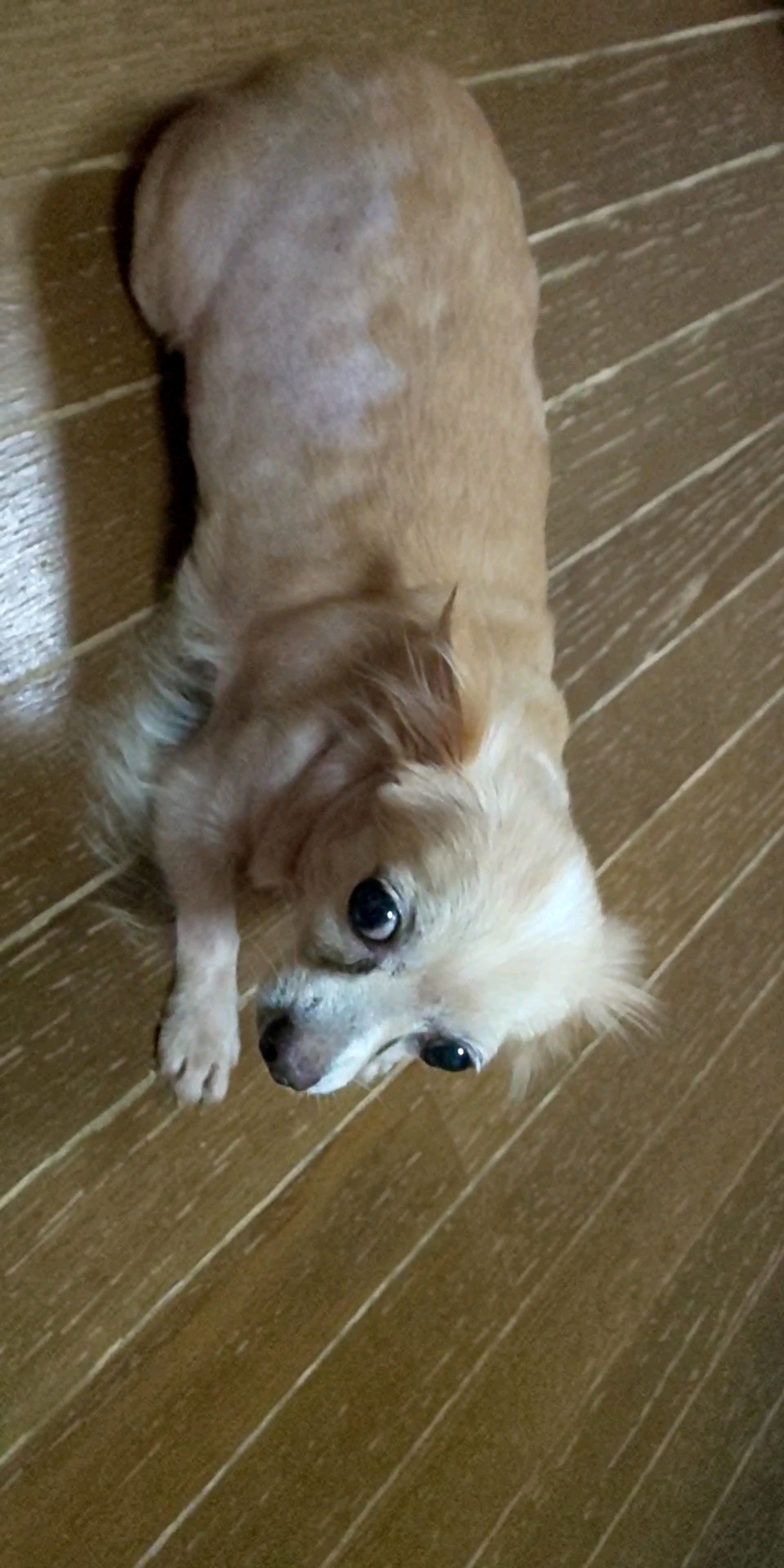 pet-image-8