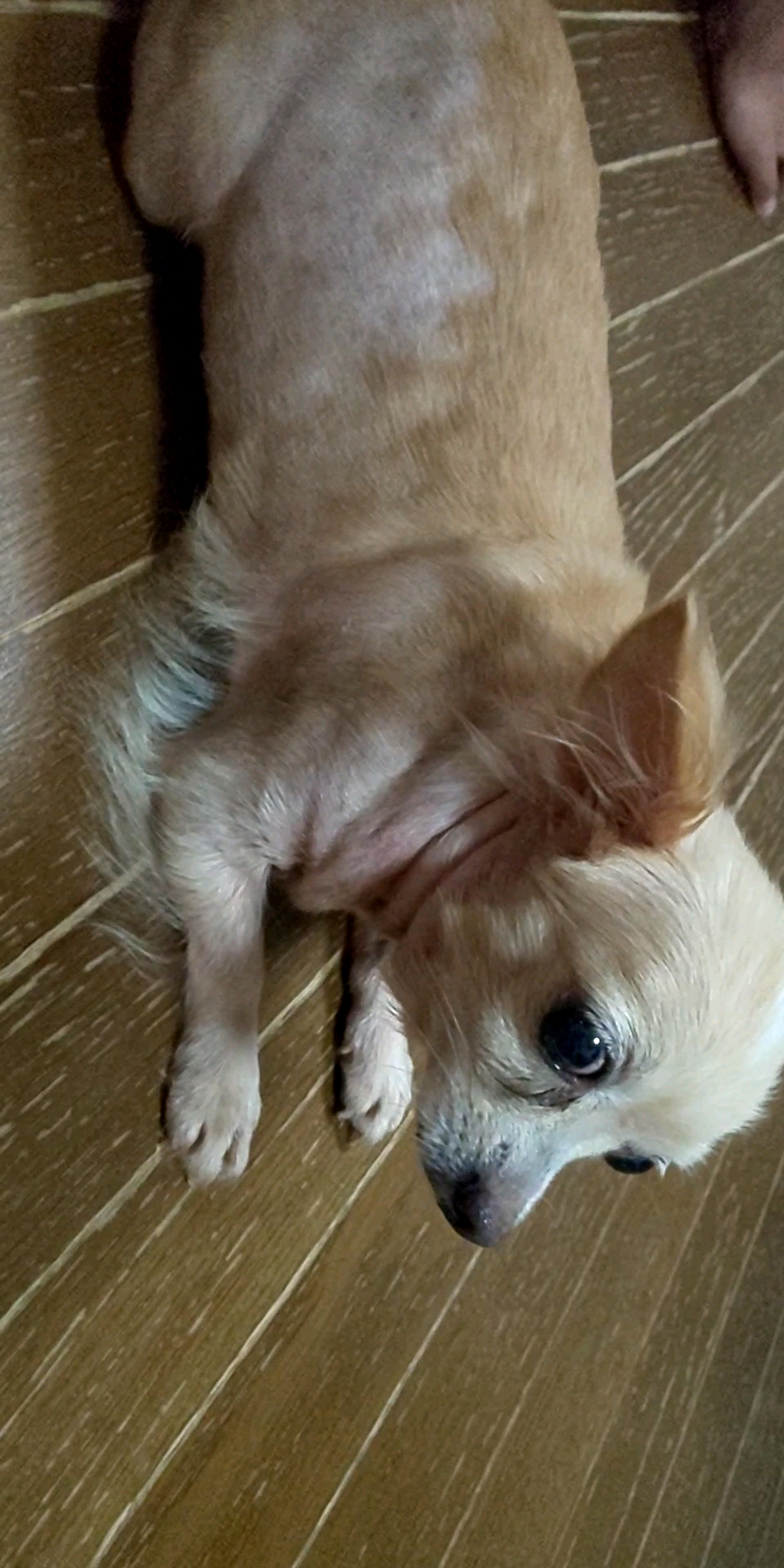 pet-image-9