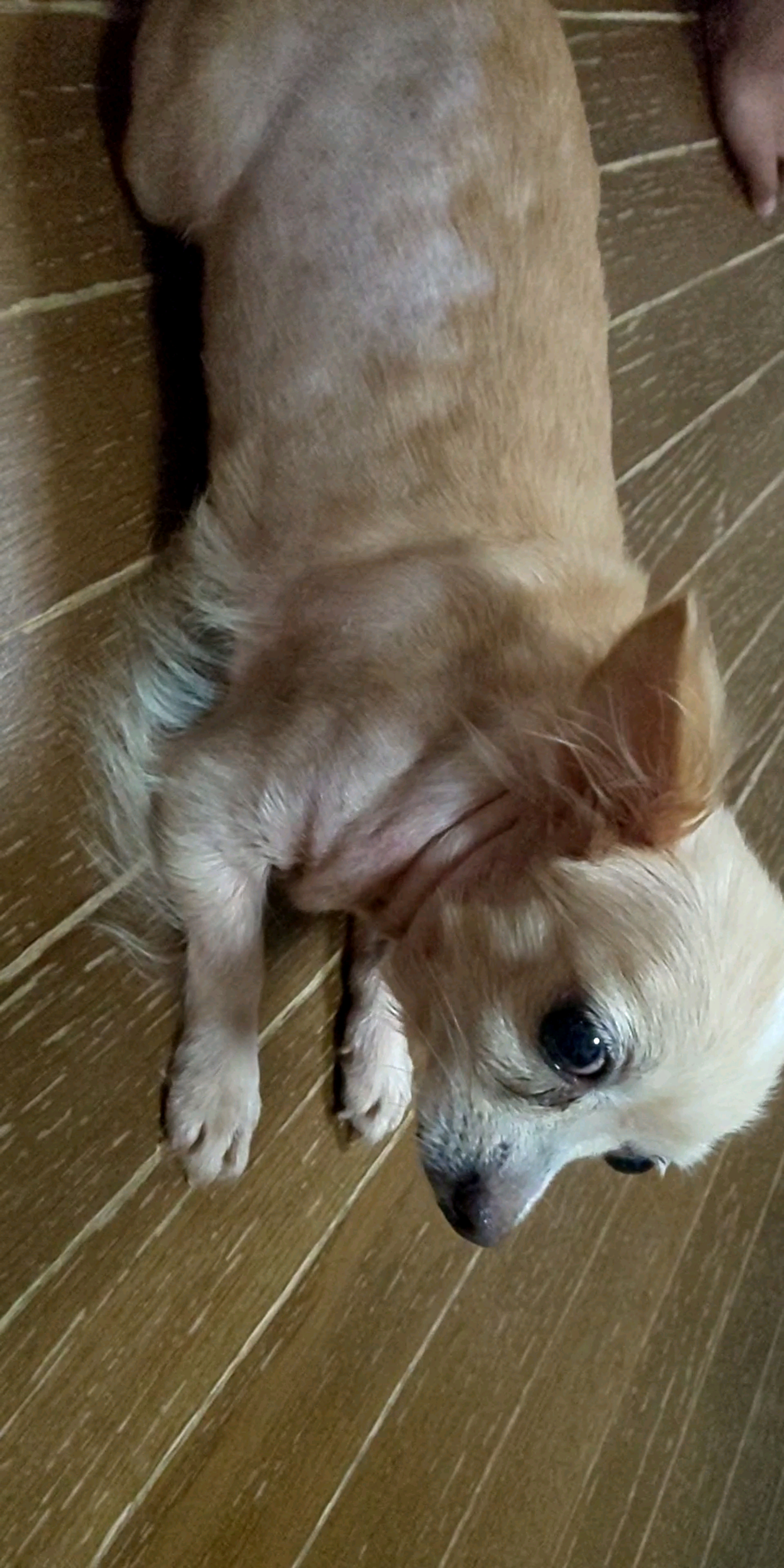 pet-image-9