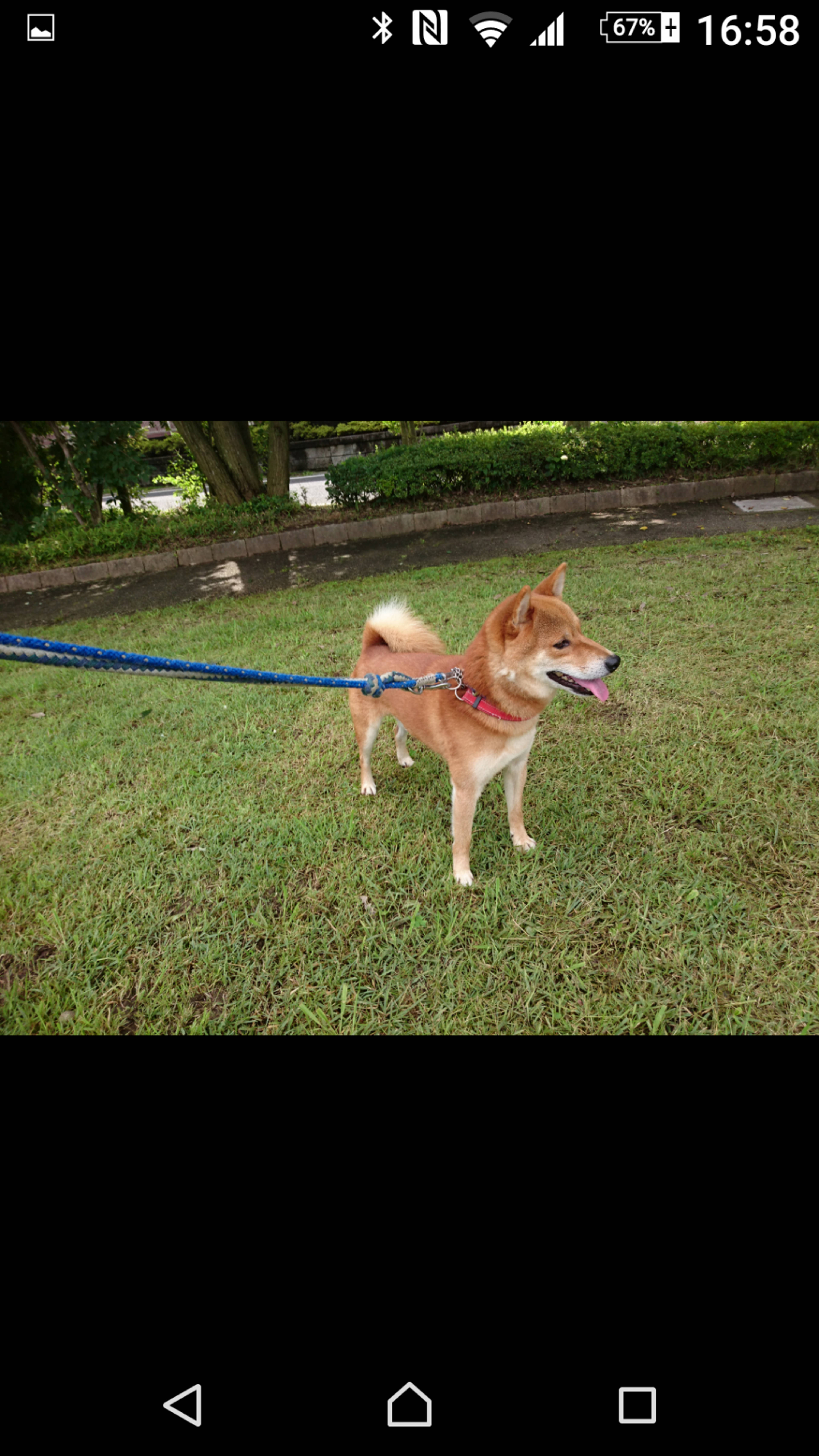 柴犬・オスの里親募集の写真