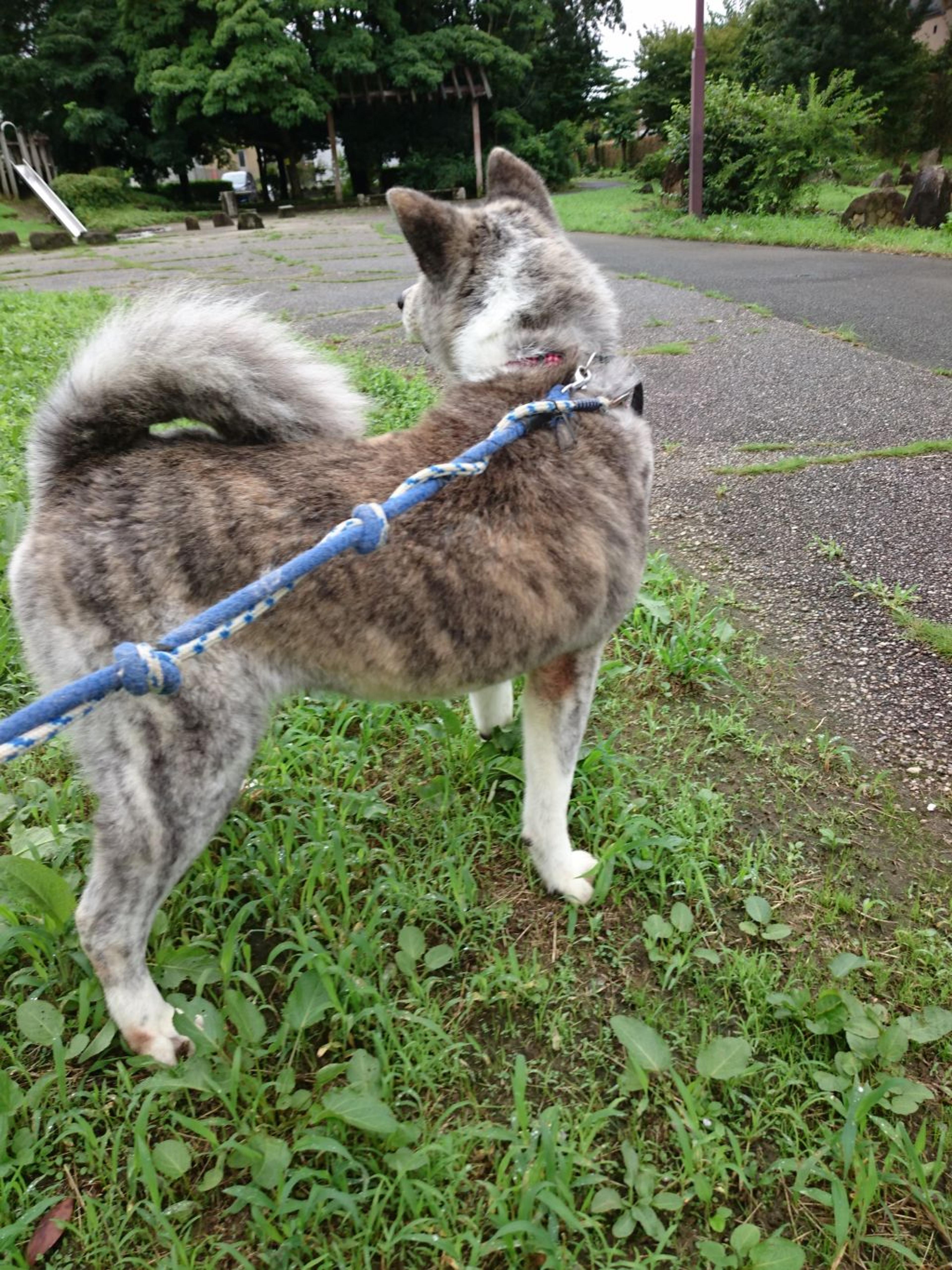 pet-image-4