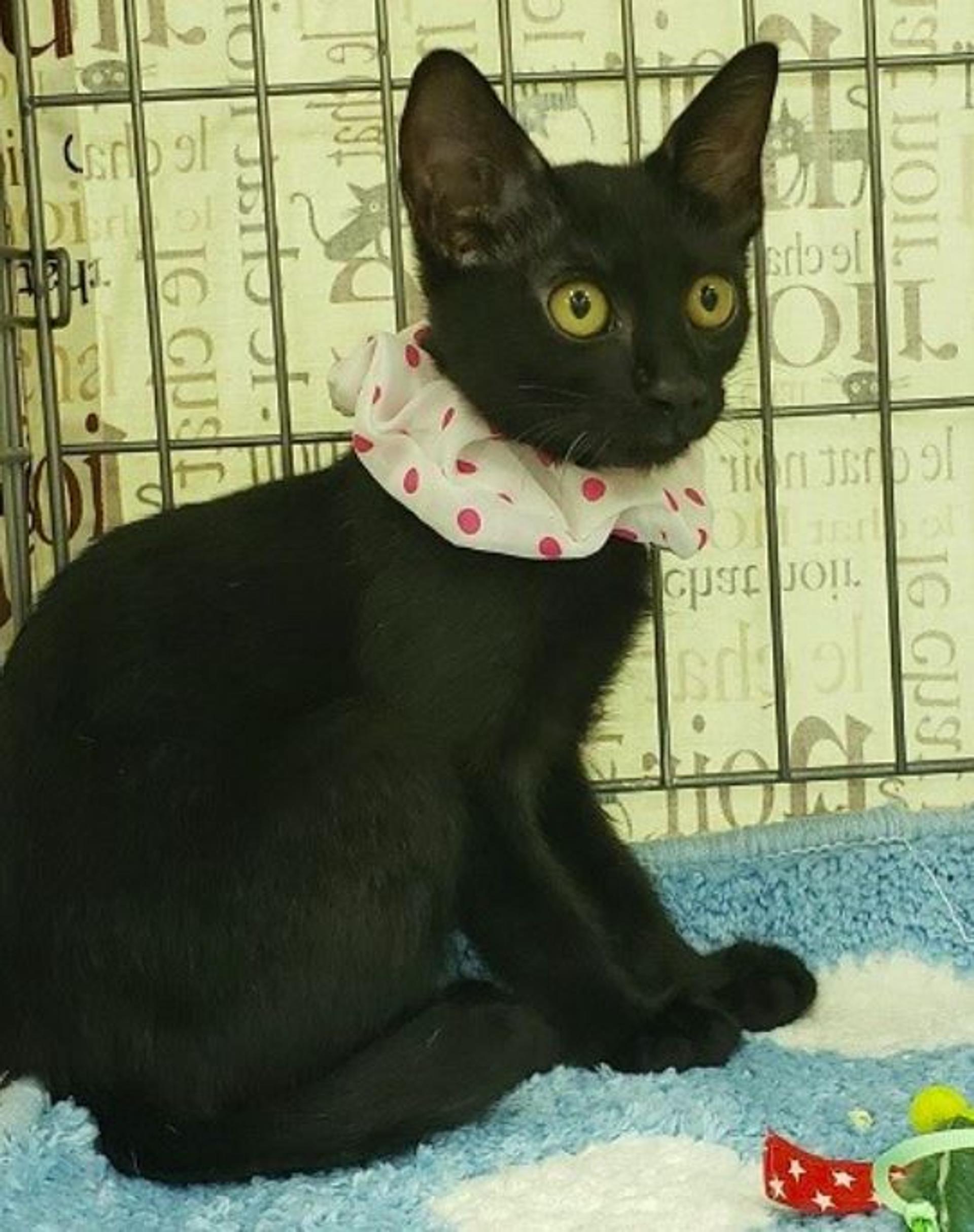 pet-image-4