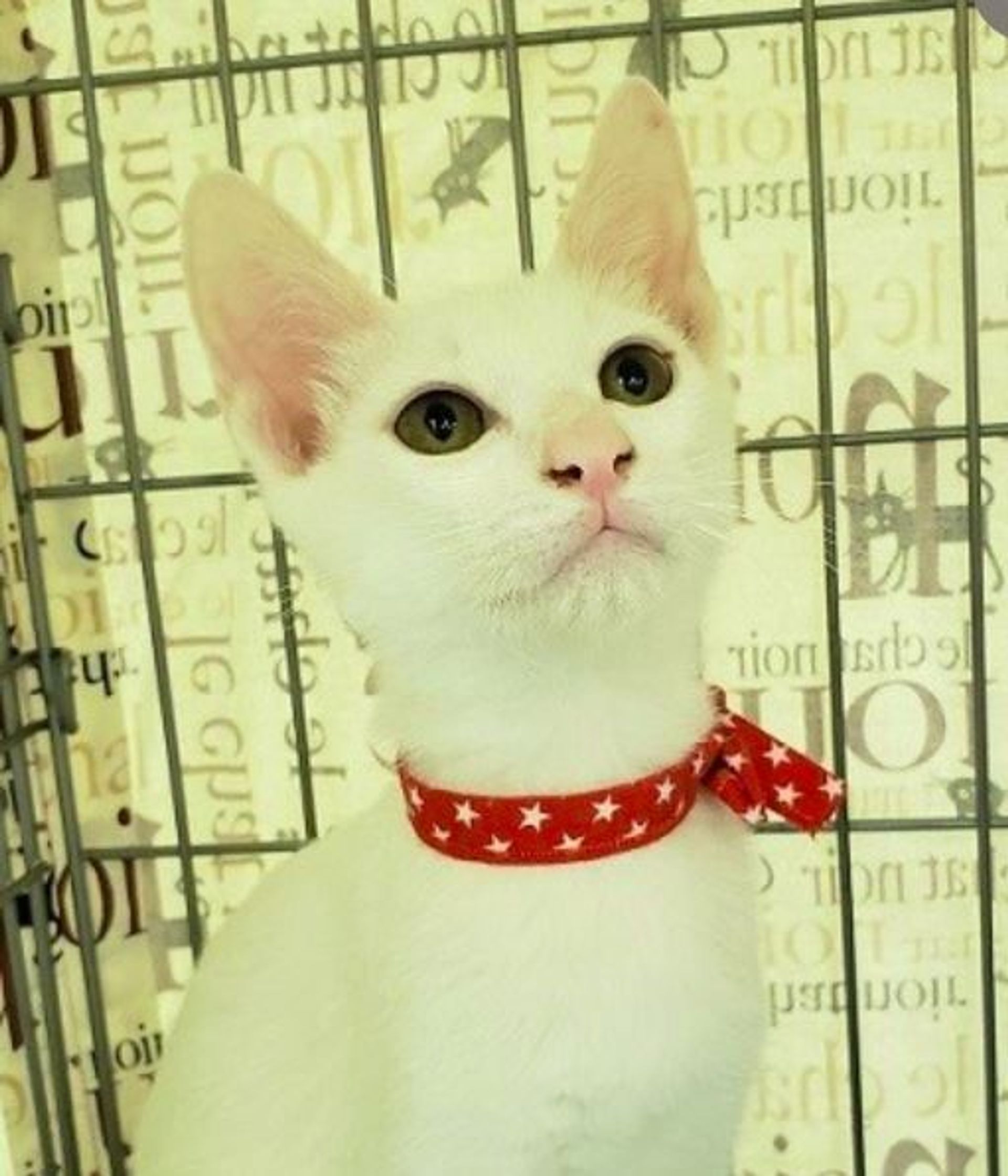 雑種（ミックス猫）・オスの里親募集の写真