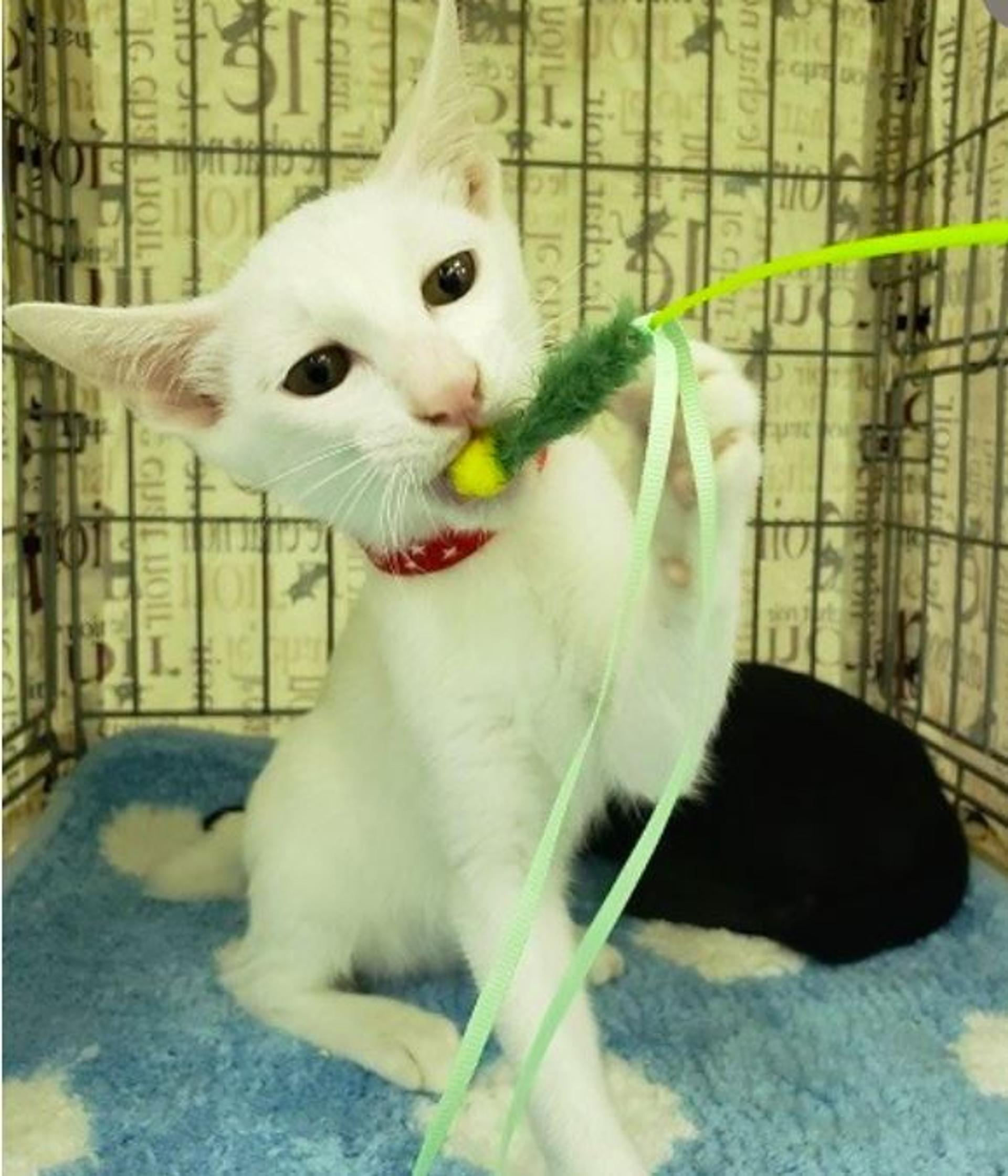 pet-image-4