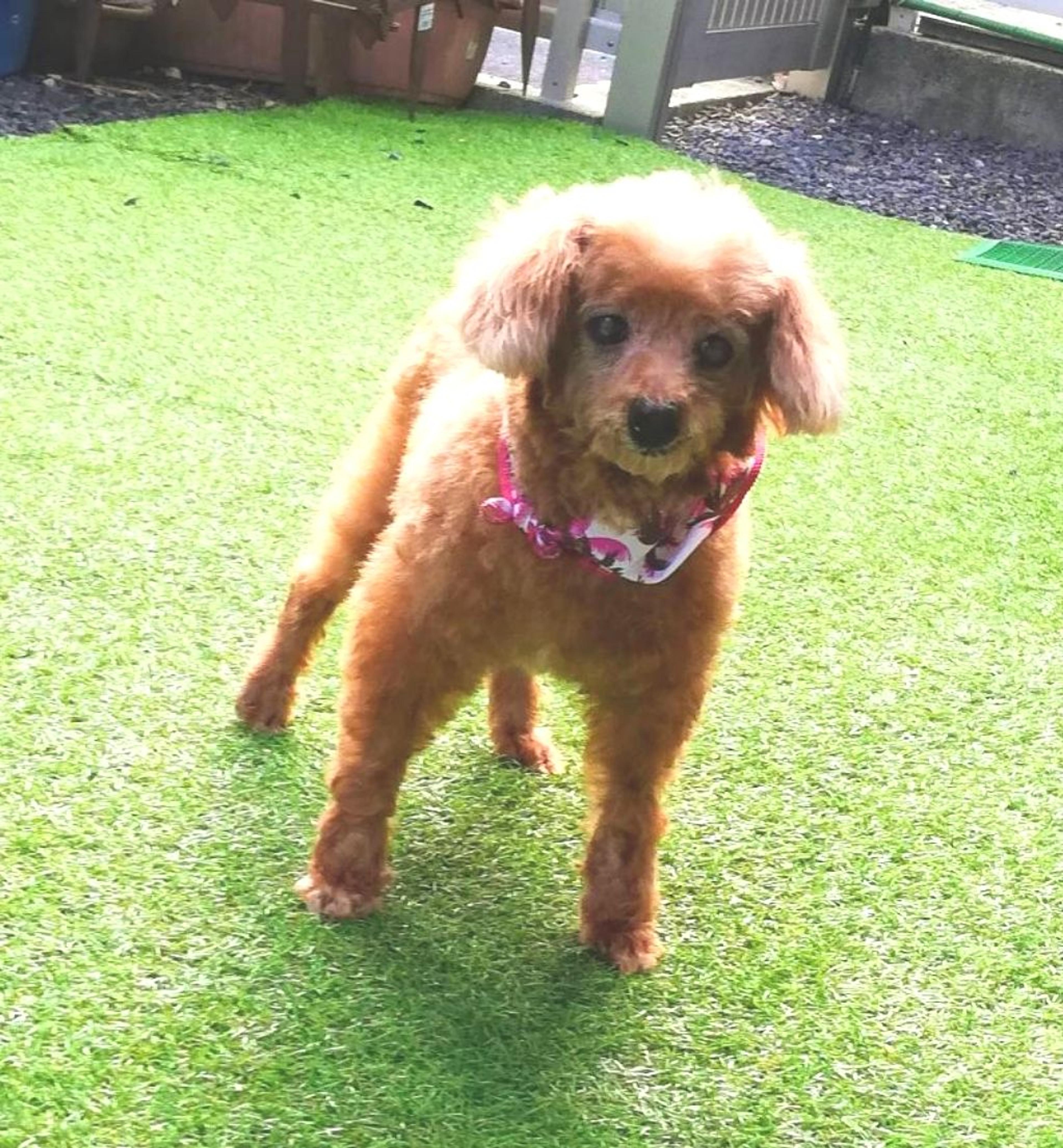pet-image-3