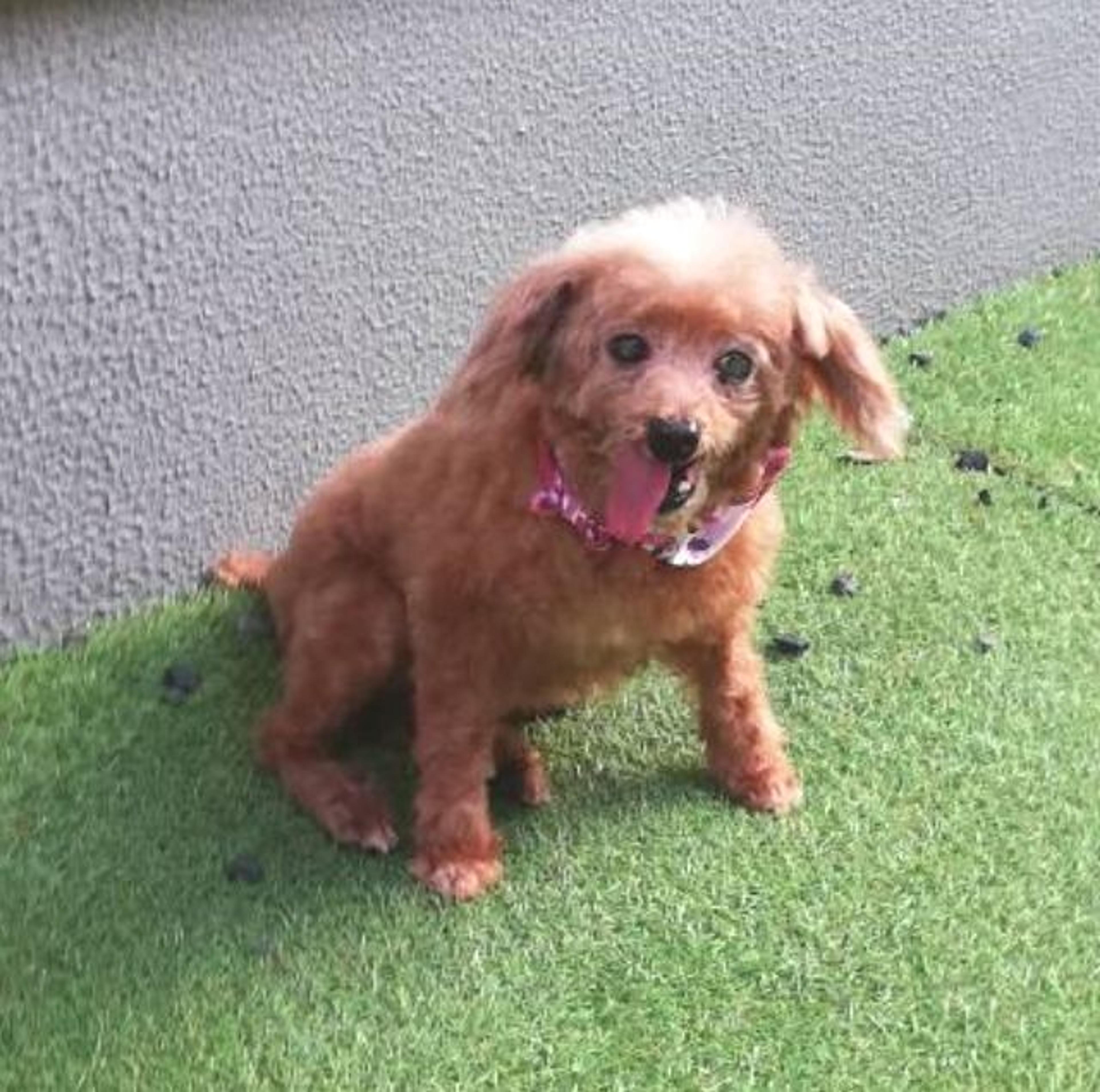 pet-image-4