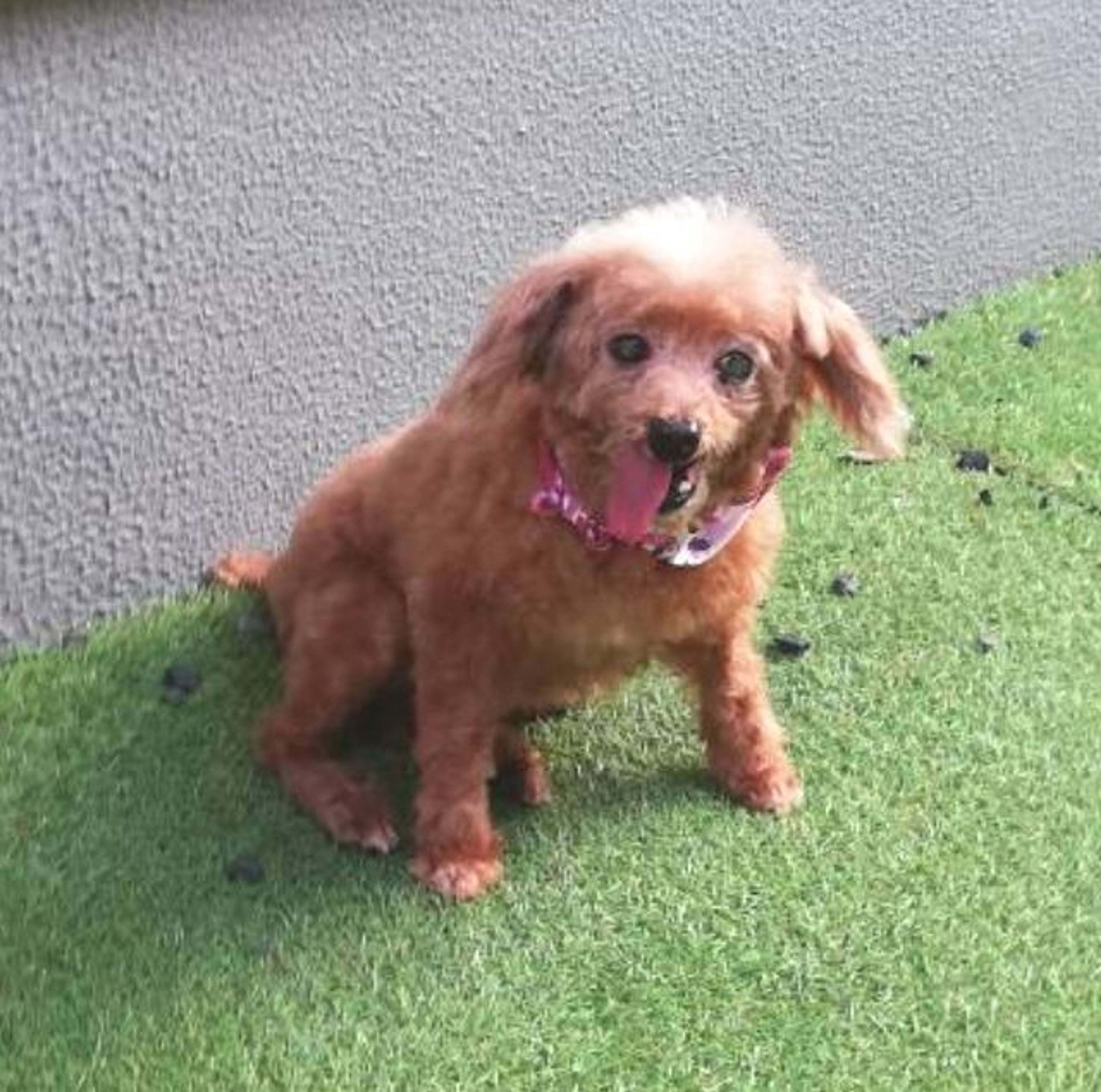 pet-image-4