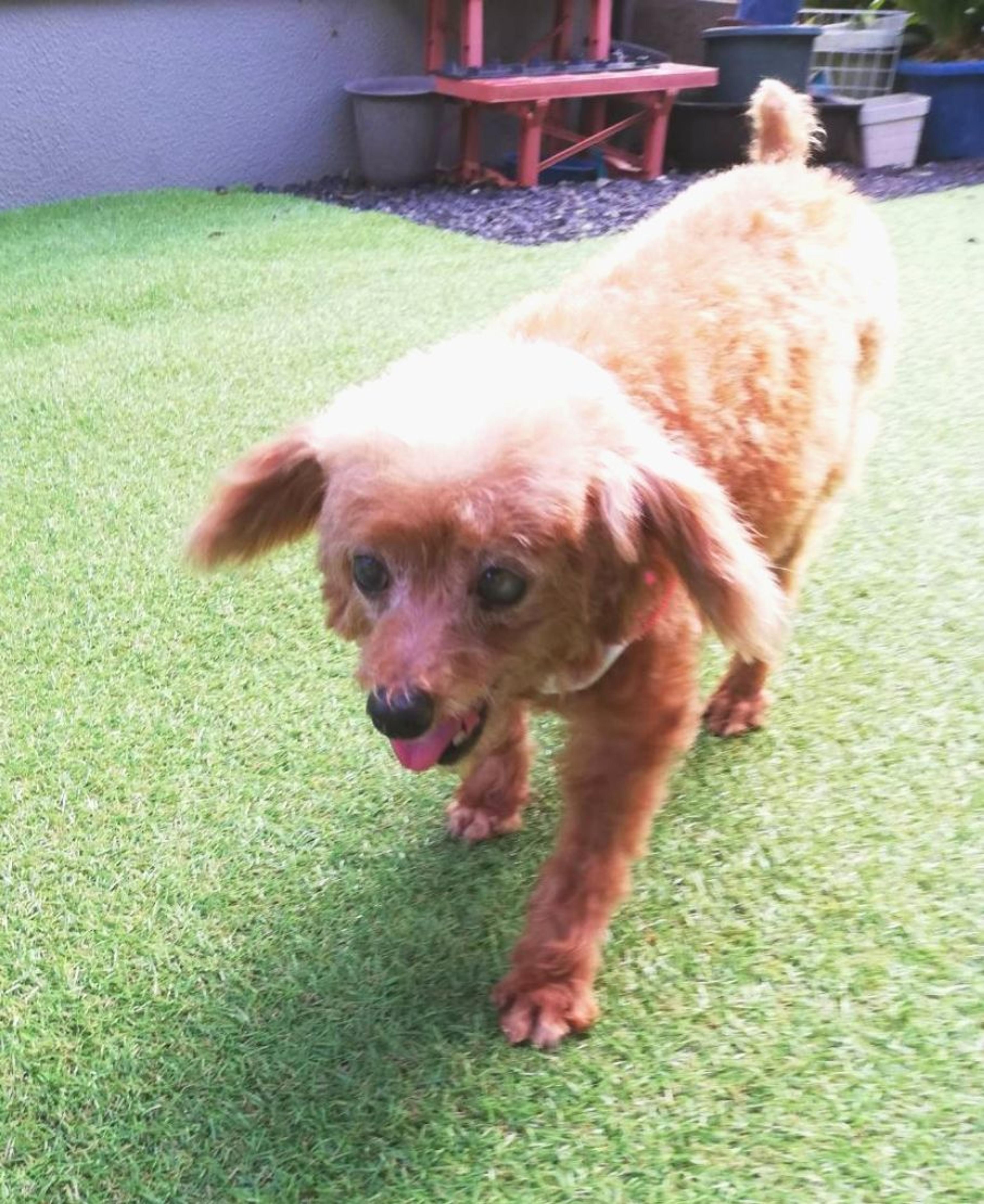 pet-image-5