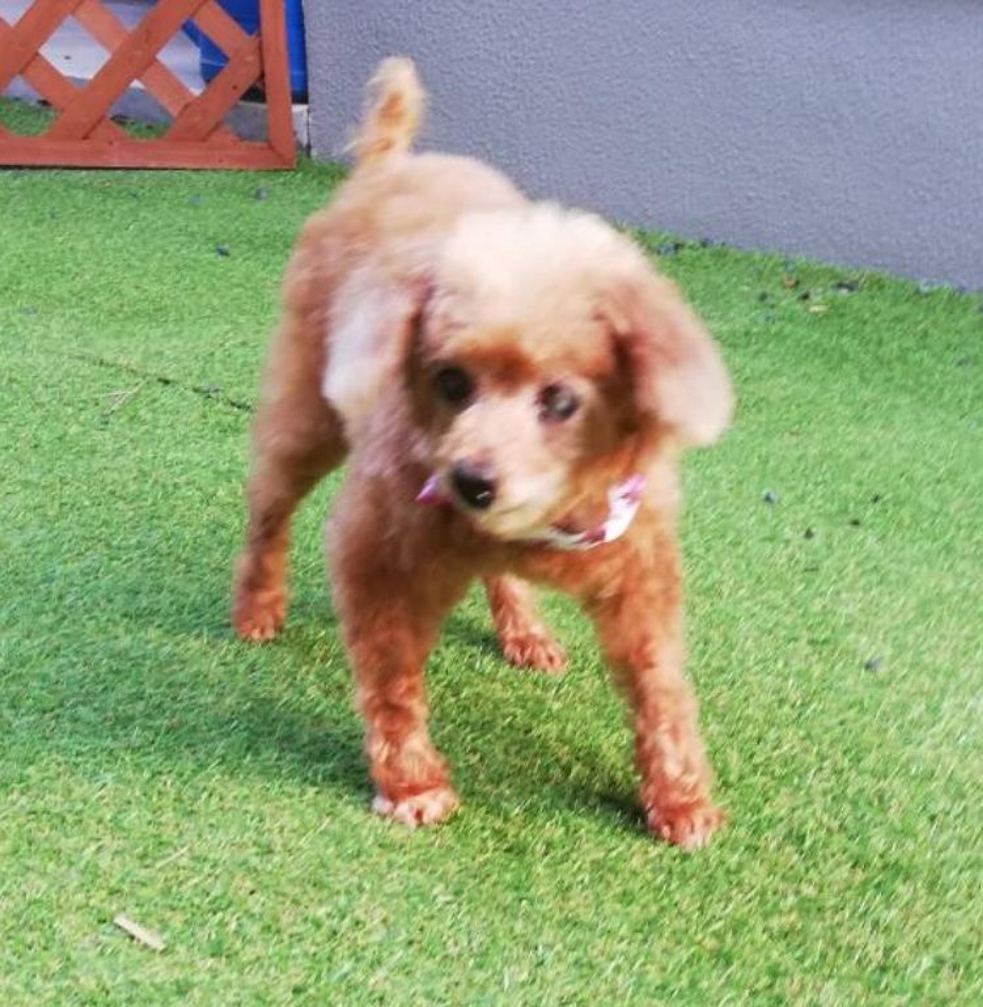 pet-image-7