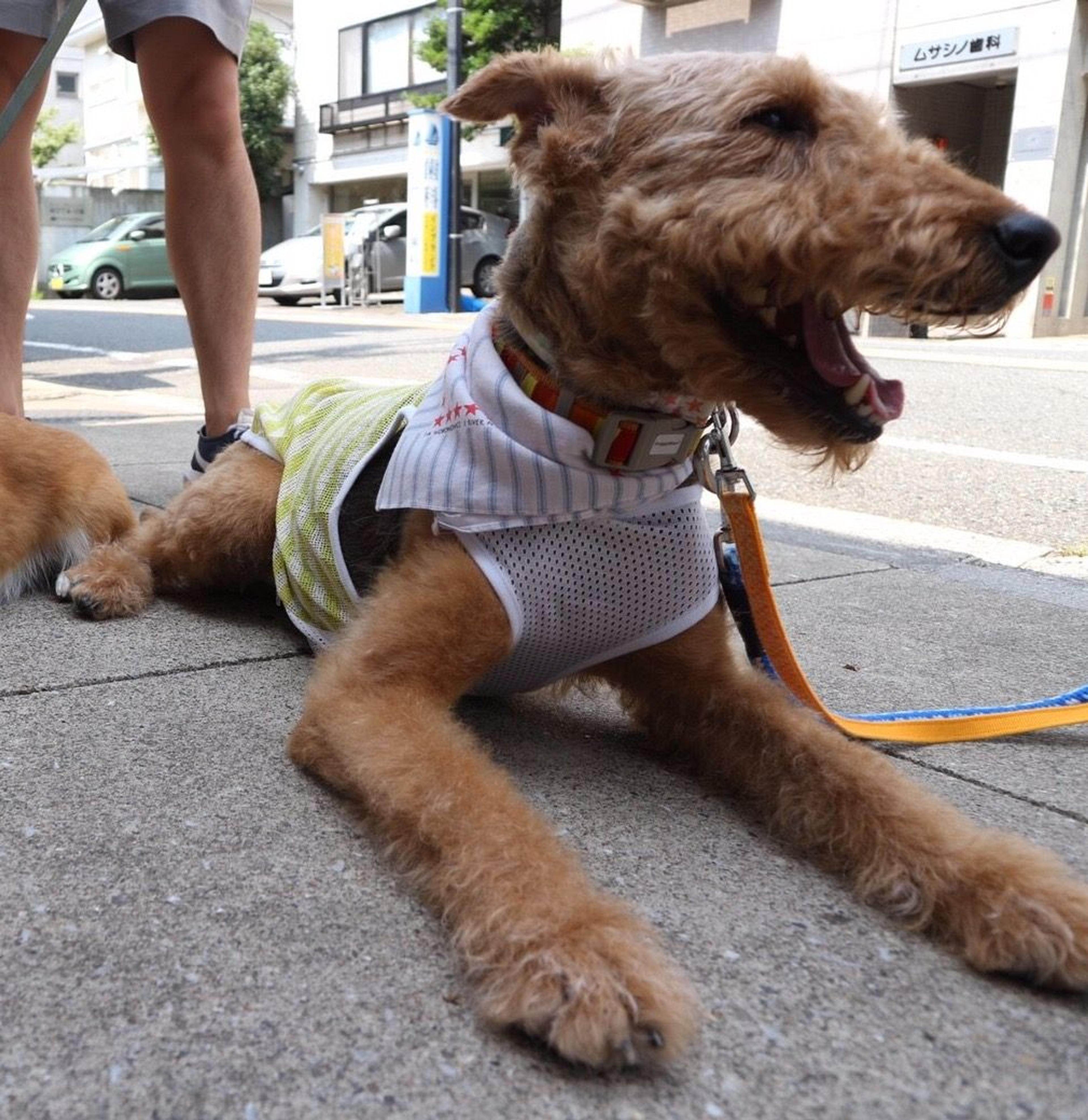 pet-image-2
