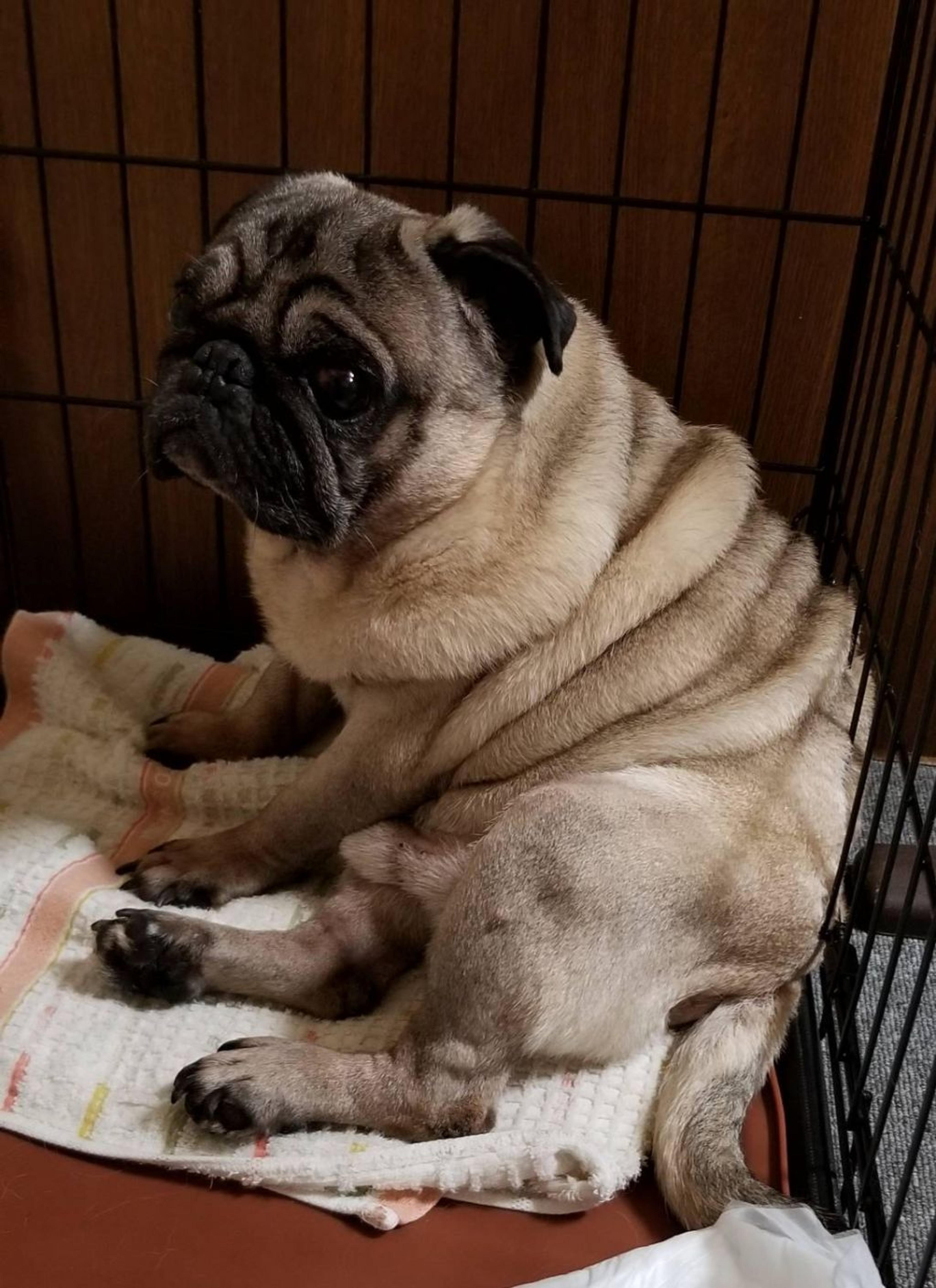 pet-image-2