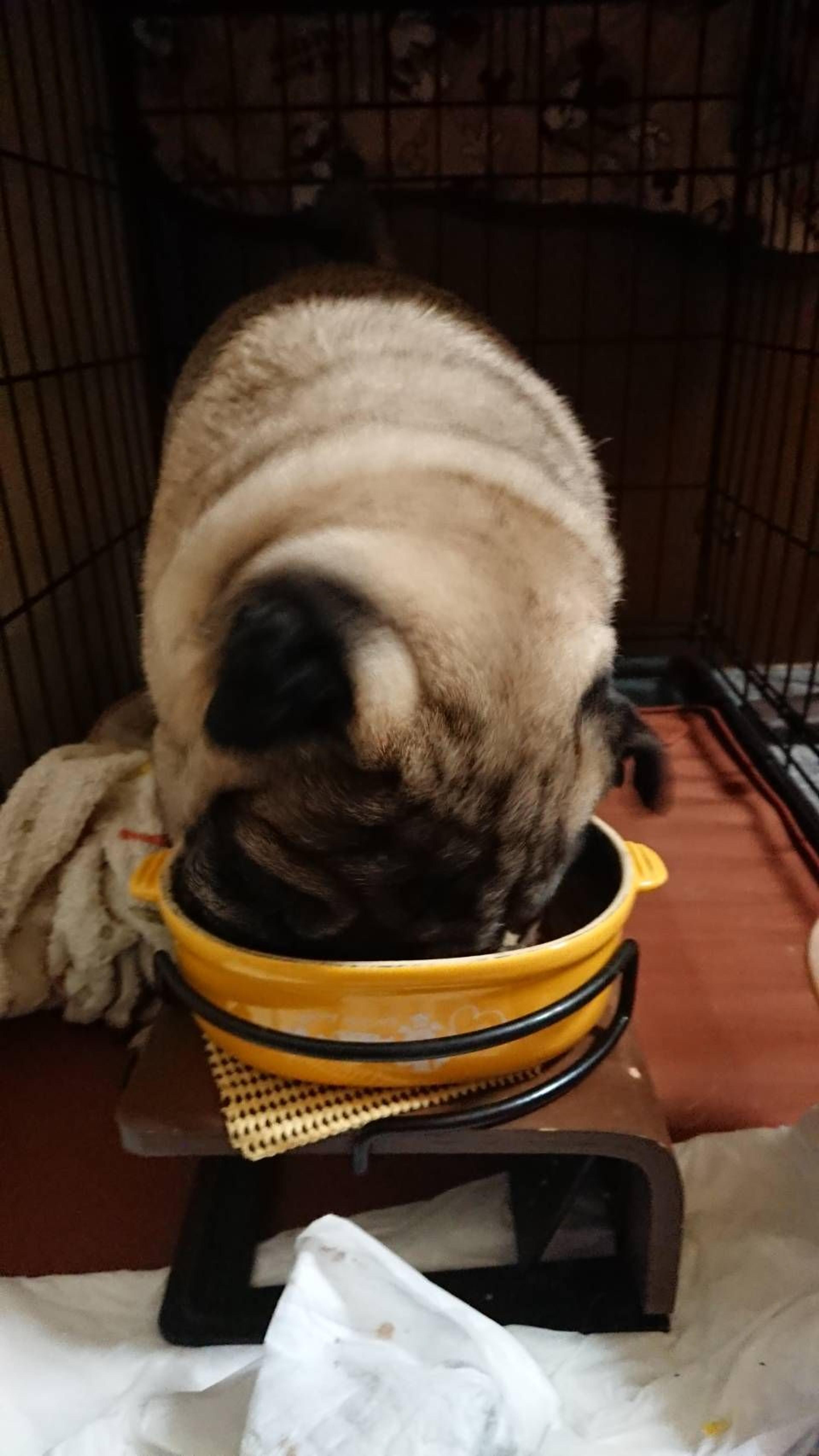 pet-image-3