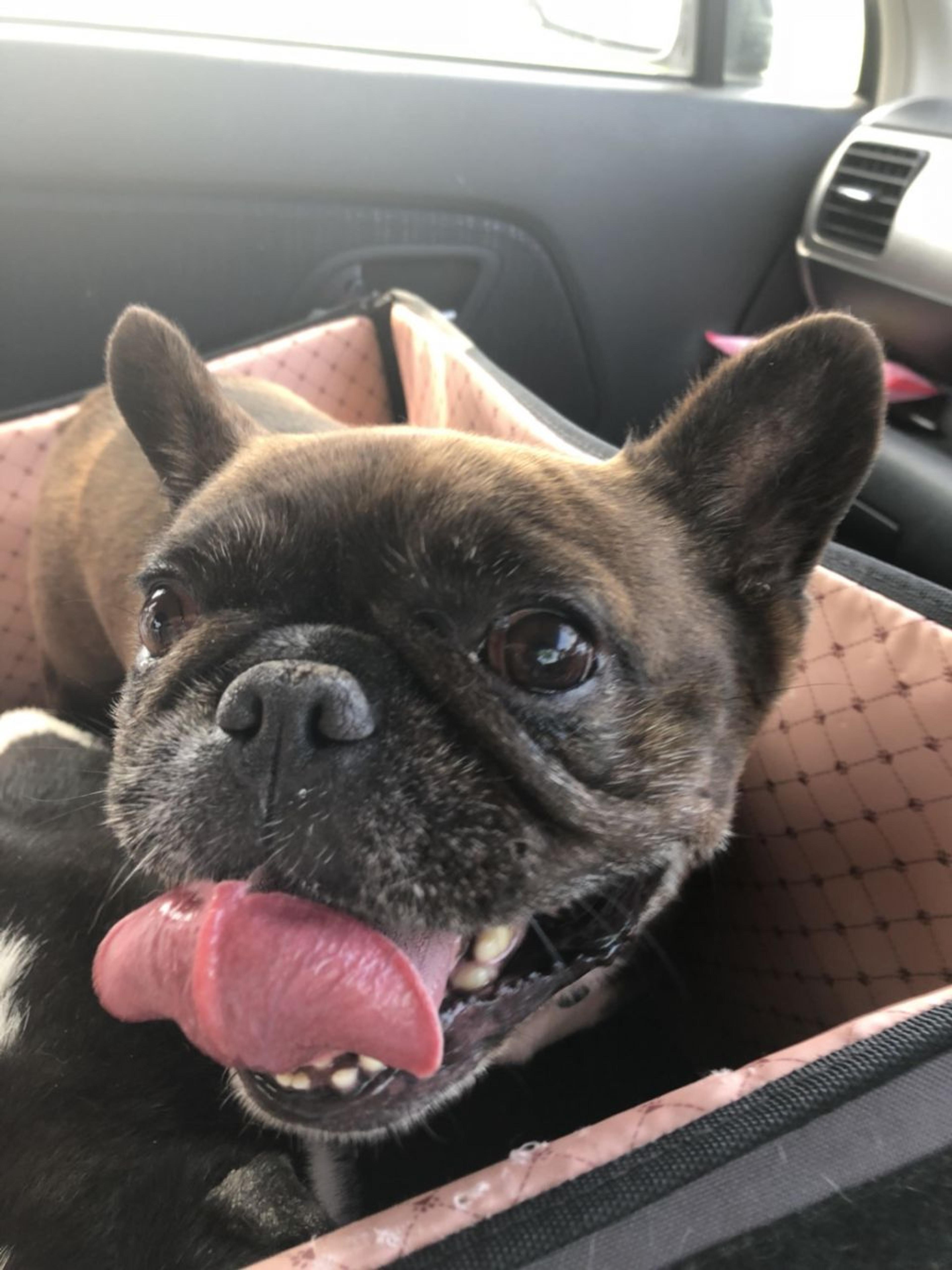 pet-image-2