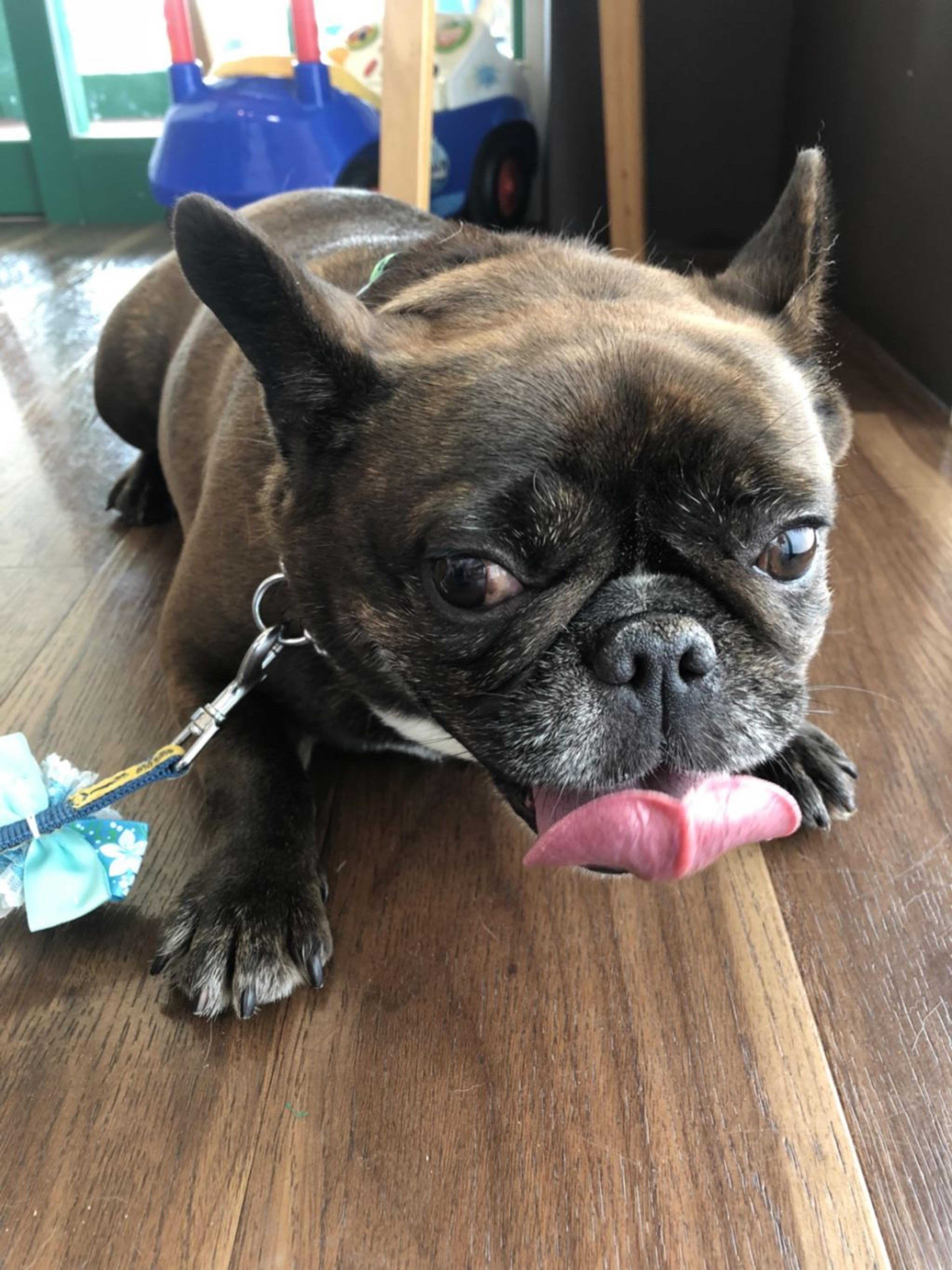 pet-image-3
